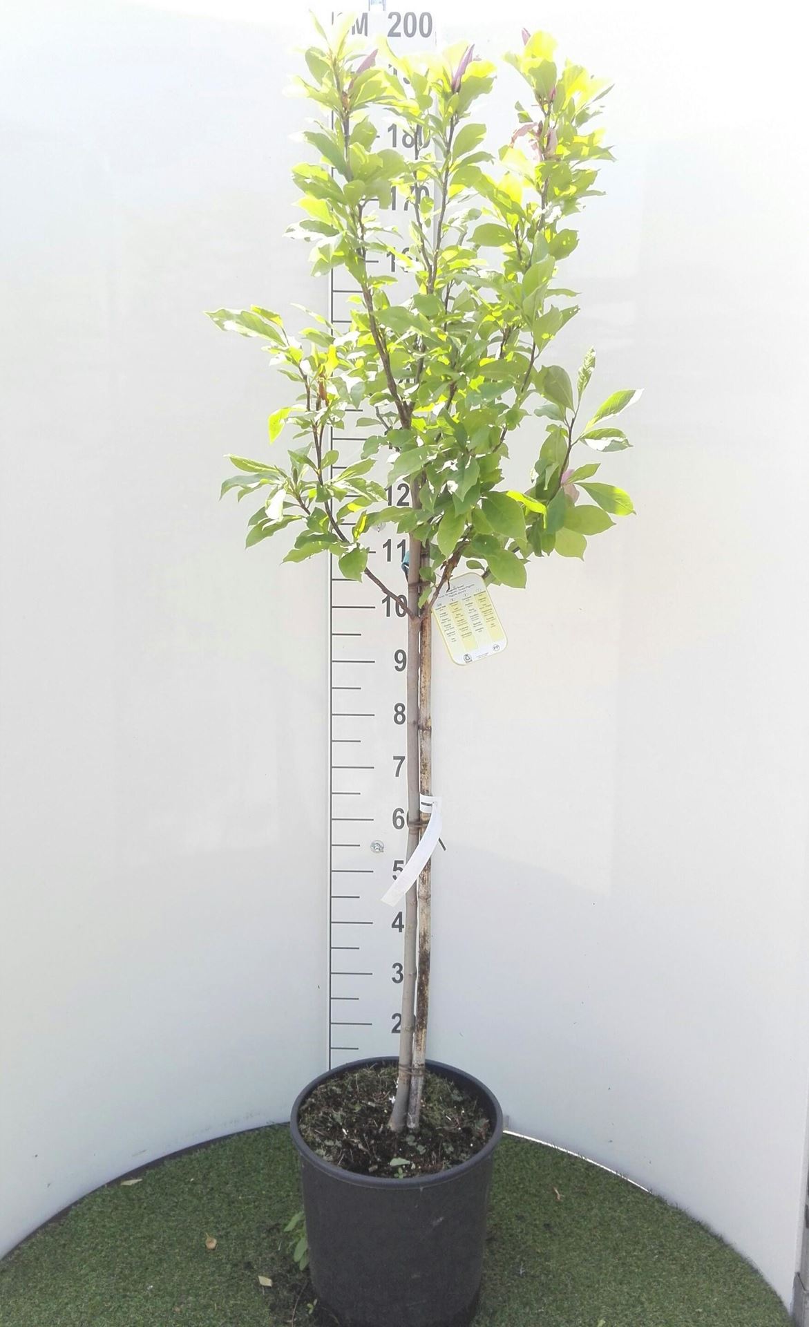 Magnolia'Susan'- pot 18L - halfstam boom afbeelding