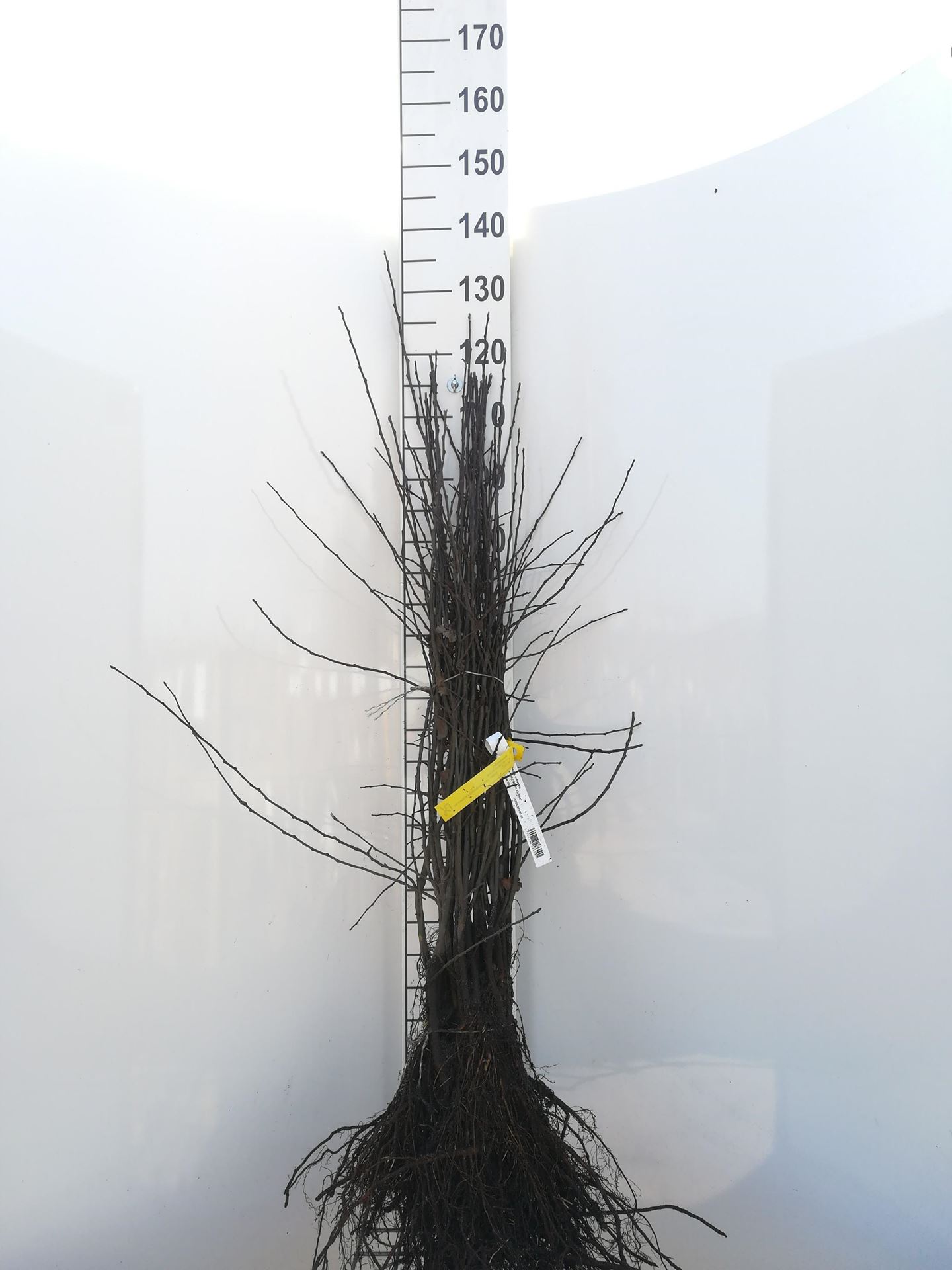 Malus sylvestris - blote wortel - 60-90 cm - Wilde appel afbeelding