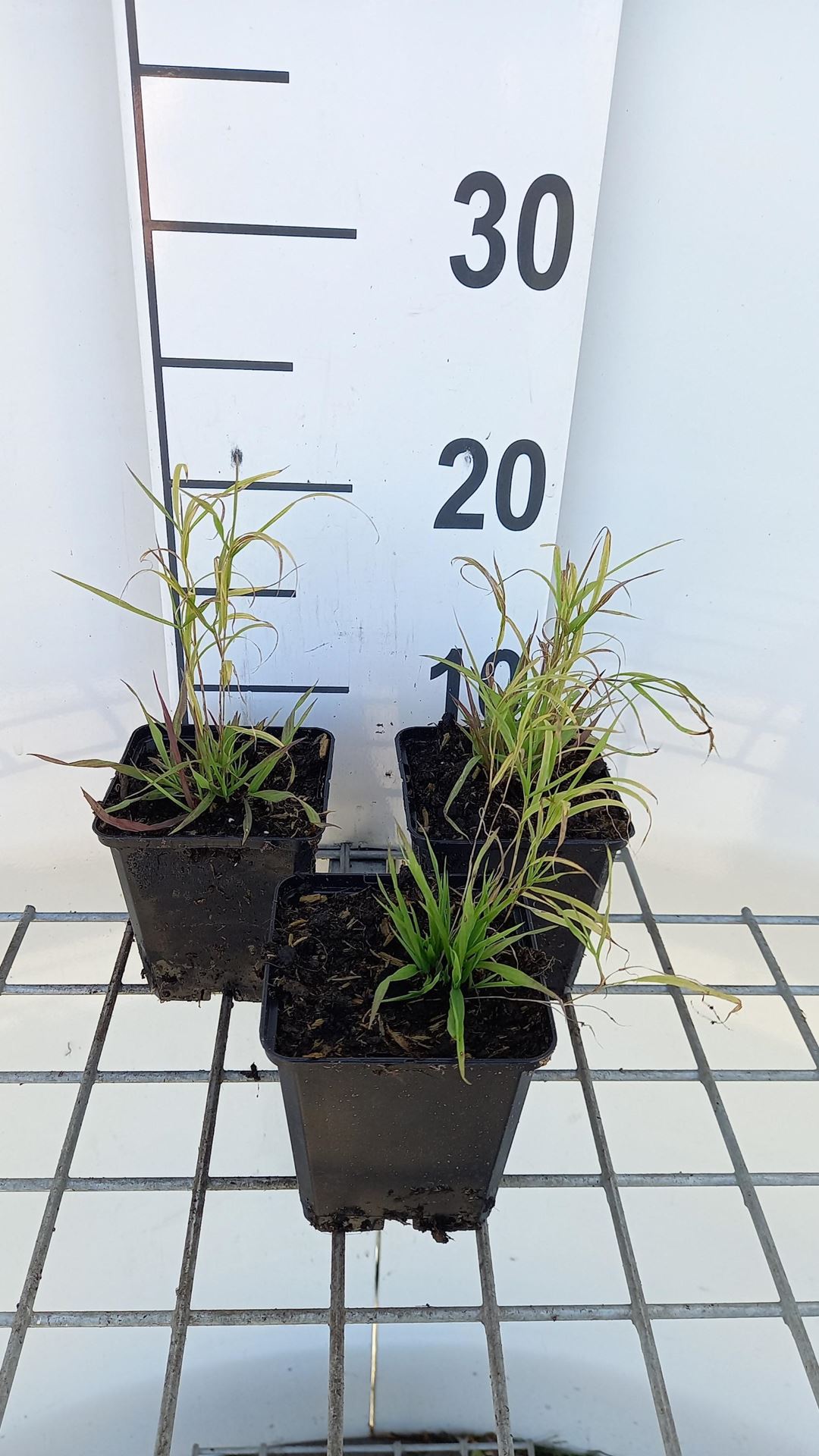 Melica altissima'Atropurpurea'- pot 9x9 cm afbeelding