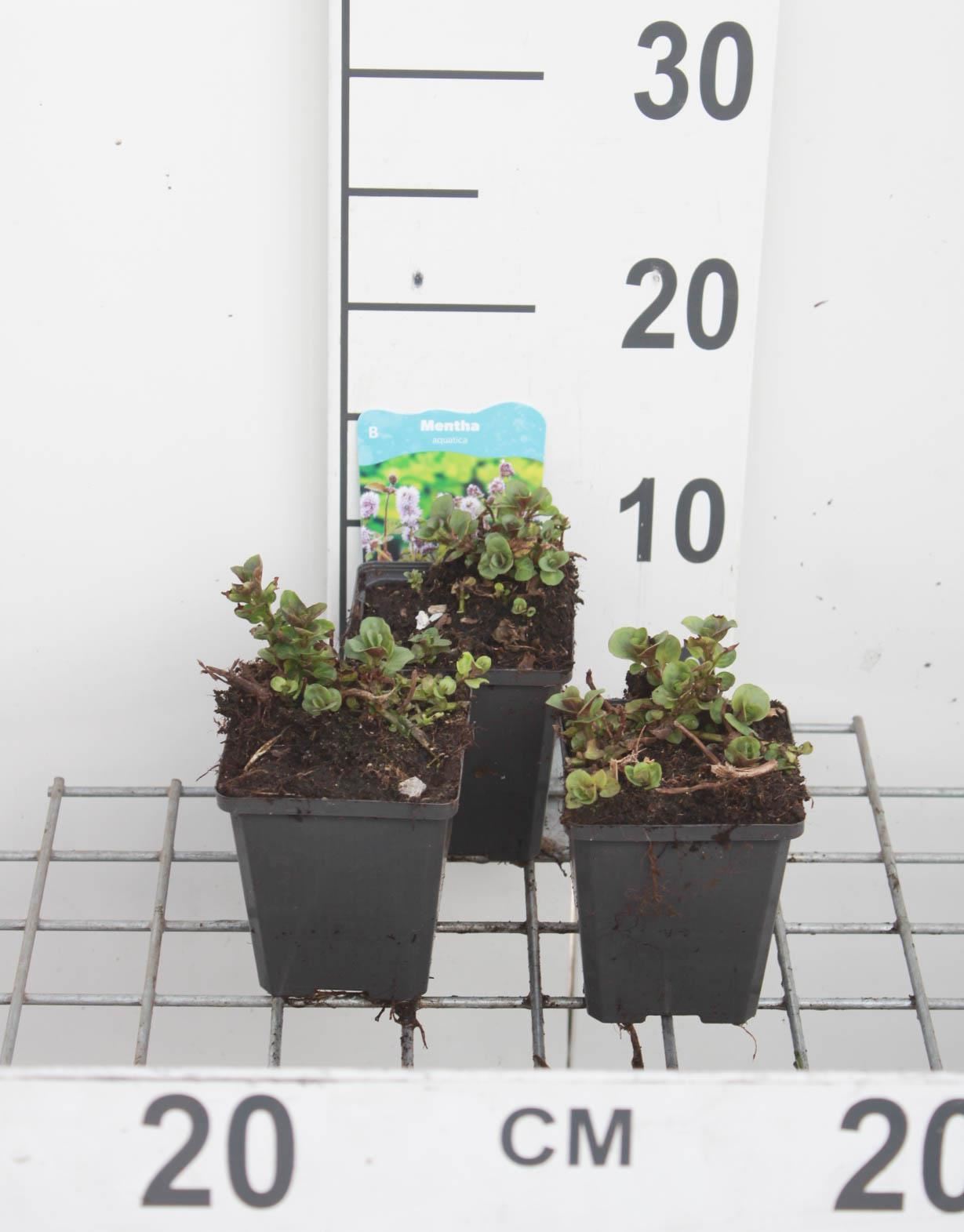 Mentha aquatica - pot 9x9 cm (Munt'Watermunt') - Watermunt / Aalkruid / Boerenbalsem afbeelding