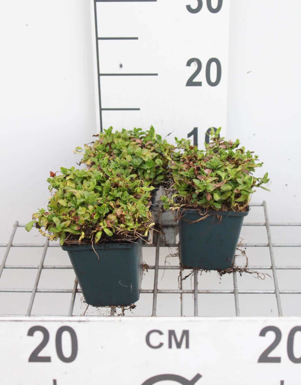 Mentha cervina - pot 9x9 cm - Engelse watermunt / Engelse blauwe watermunt afbeelding