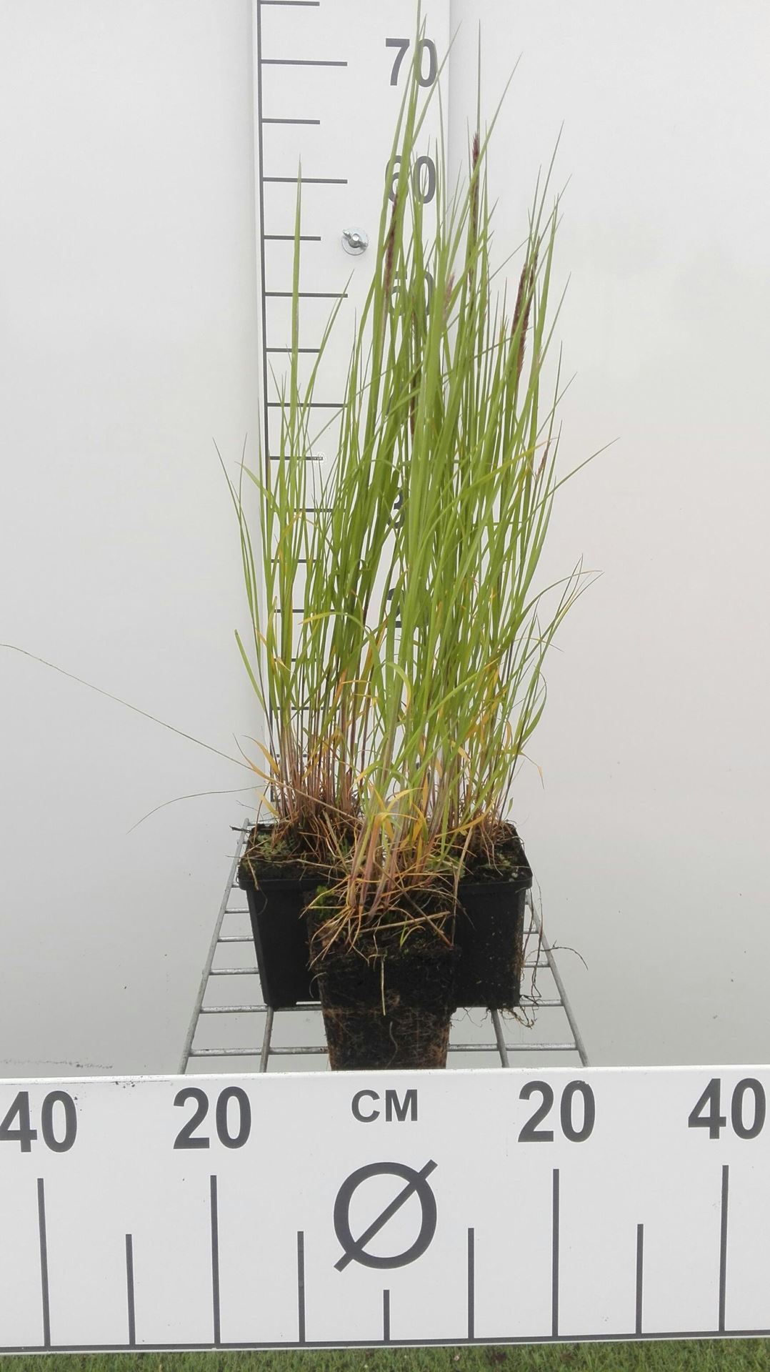 Melica ciliata - pot 9x9 cm - Wimperparelgras afbeelding