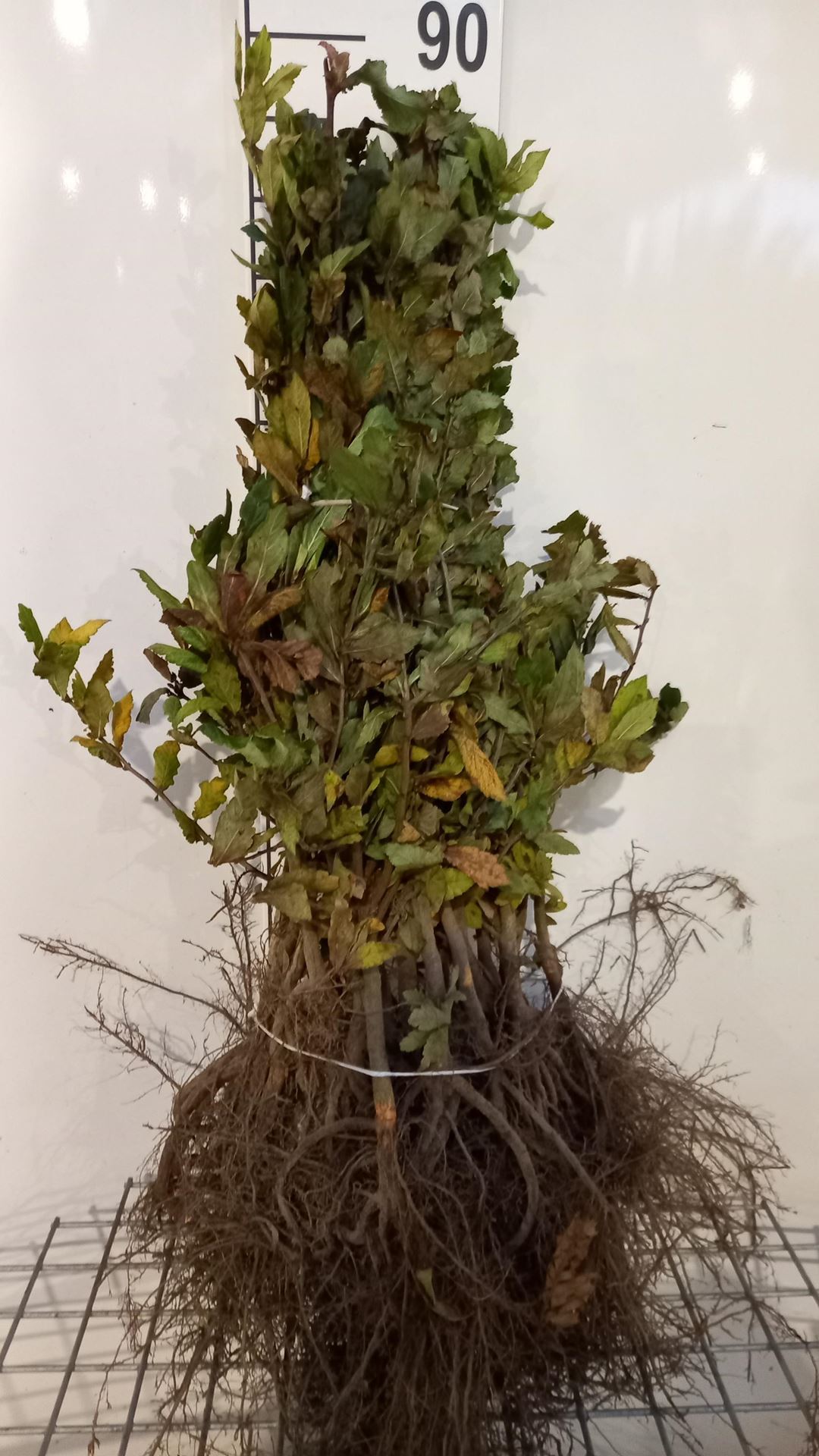 Mespilus germanica - blote wortel - 40-60 cm afbeelding