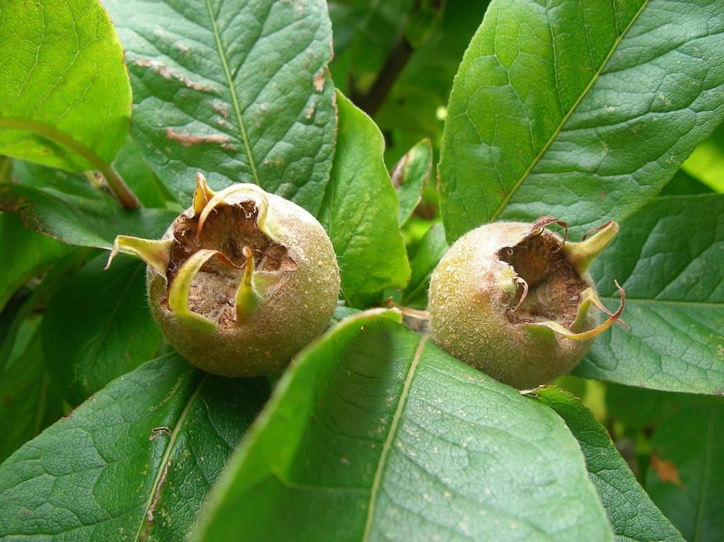 Mespilus germanica - blote wortel - struik afbeelding