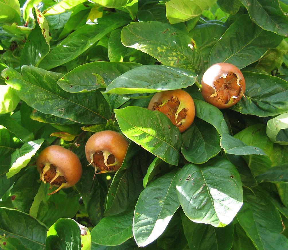 Mespilus germanica 'Nottingham' - pot 12L - 125-150 cm