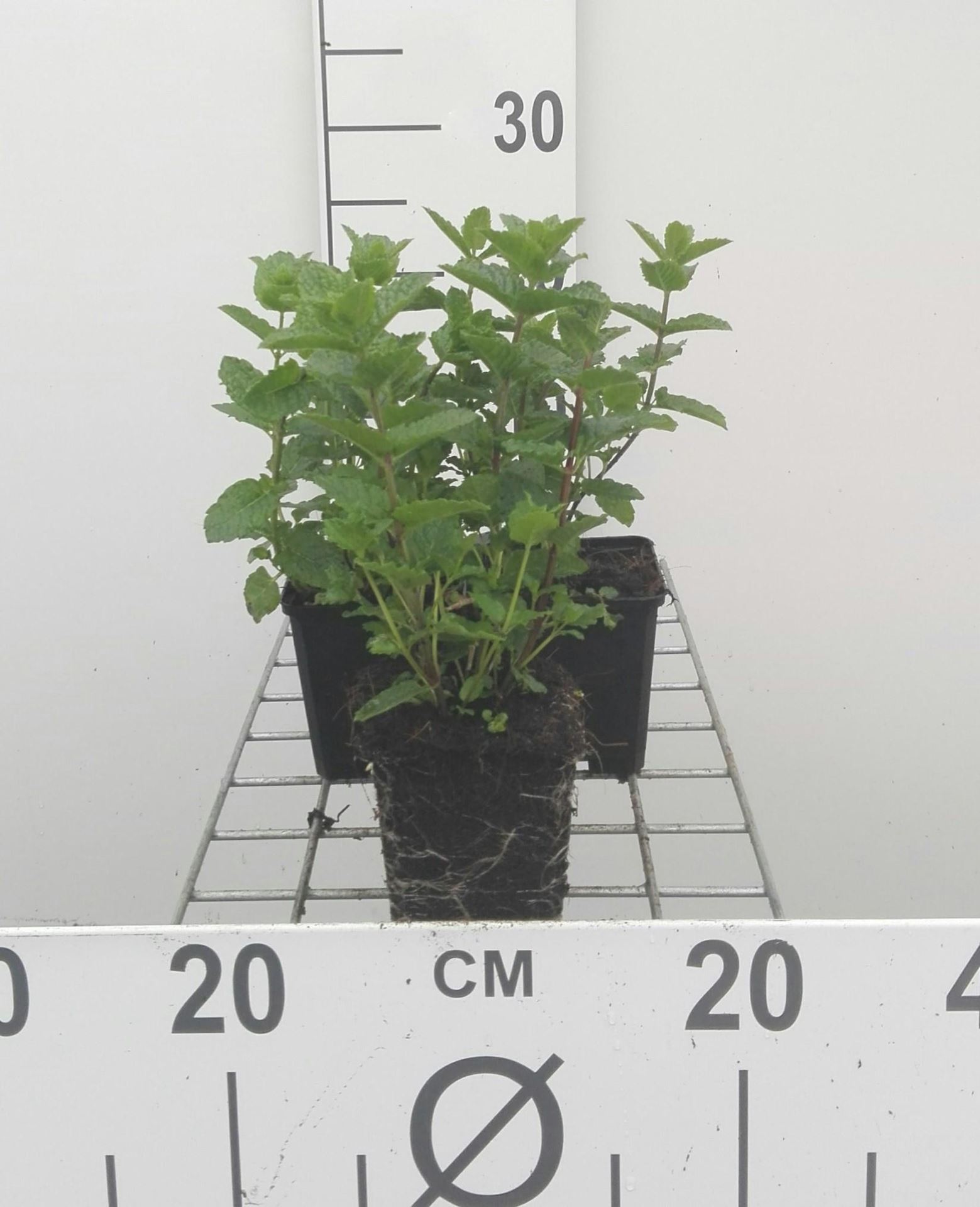 Citroenmelisse - pot 9x9 cm (Melissa officinalis) - Citroenmelisse afbeelding