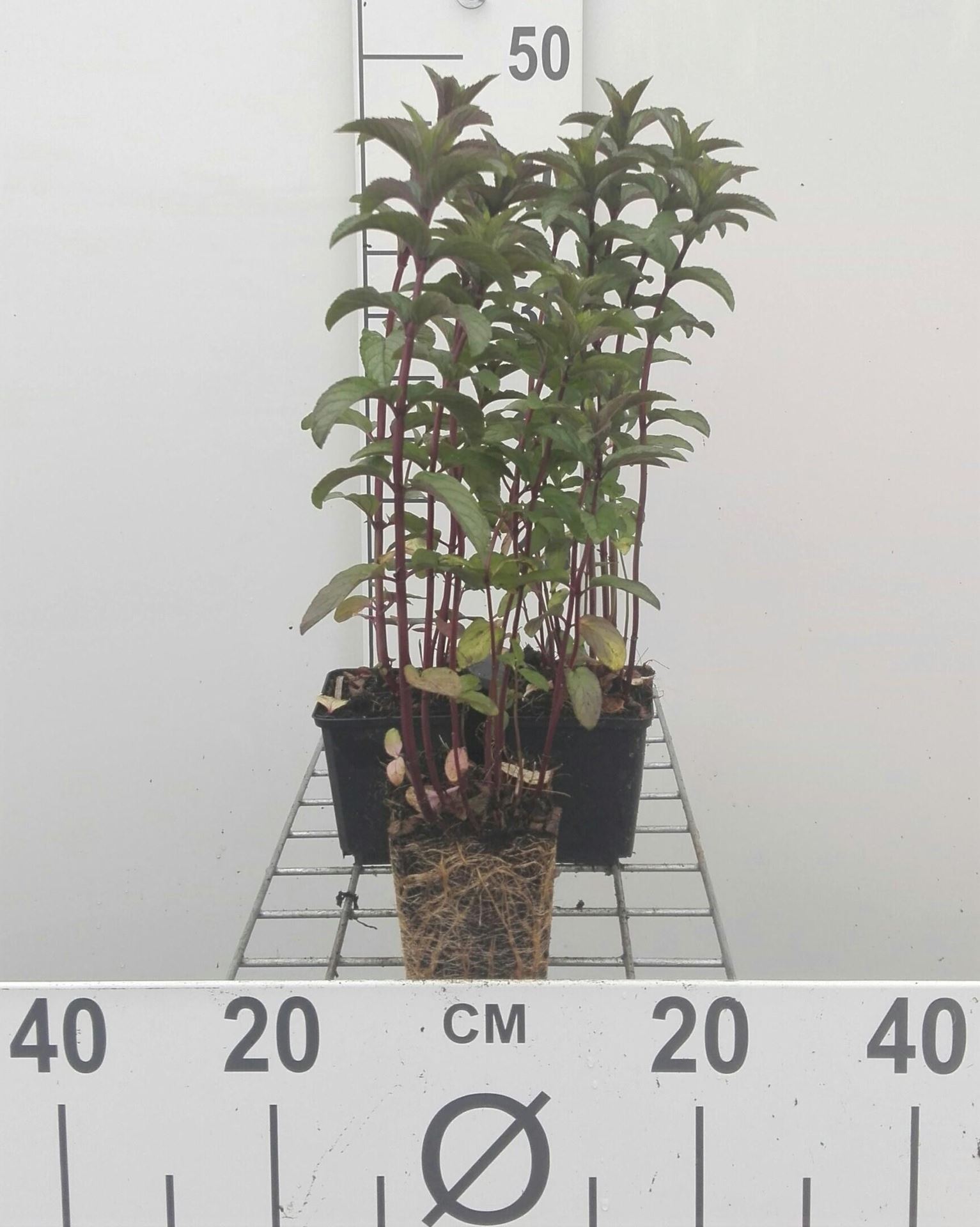 Pepermunt - pot 9x9 cm (Mentha x piperita) - Pepermunt afbeelding