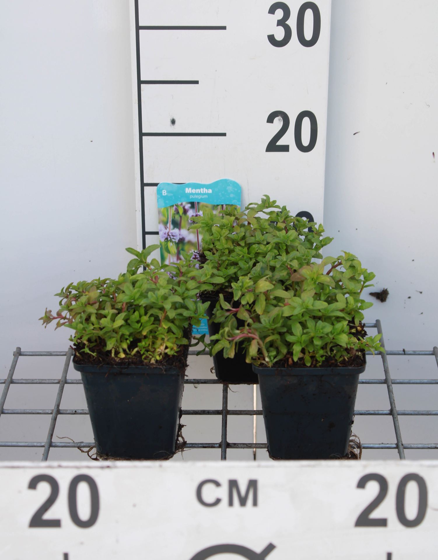 Mentha pulegium - pot 9x9 cm (Munt'Poleimunt') - Polei afbeelding