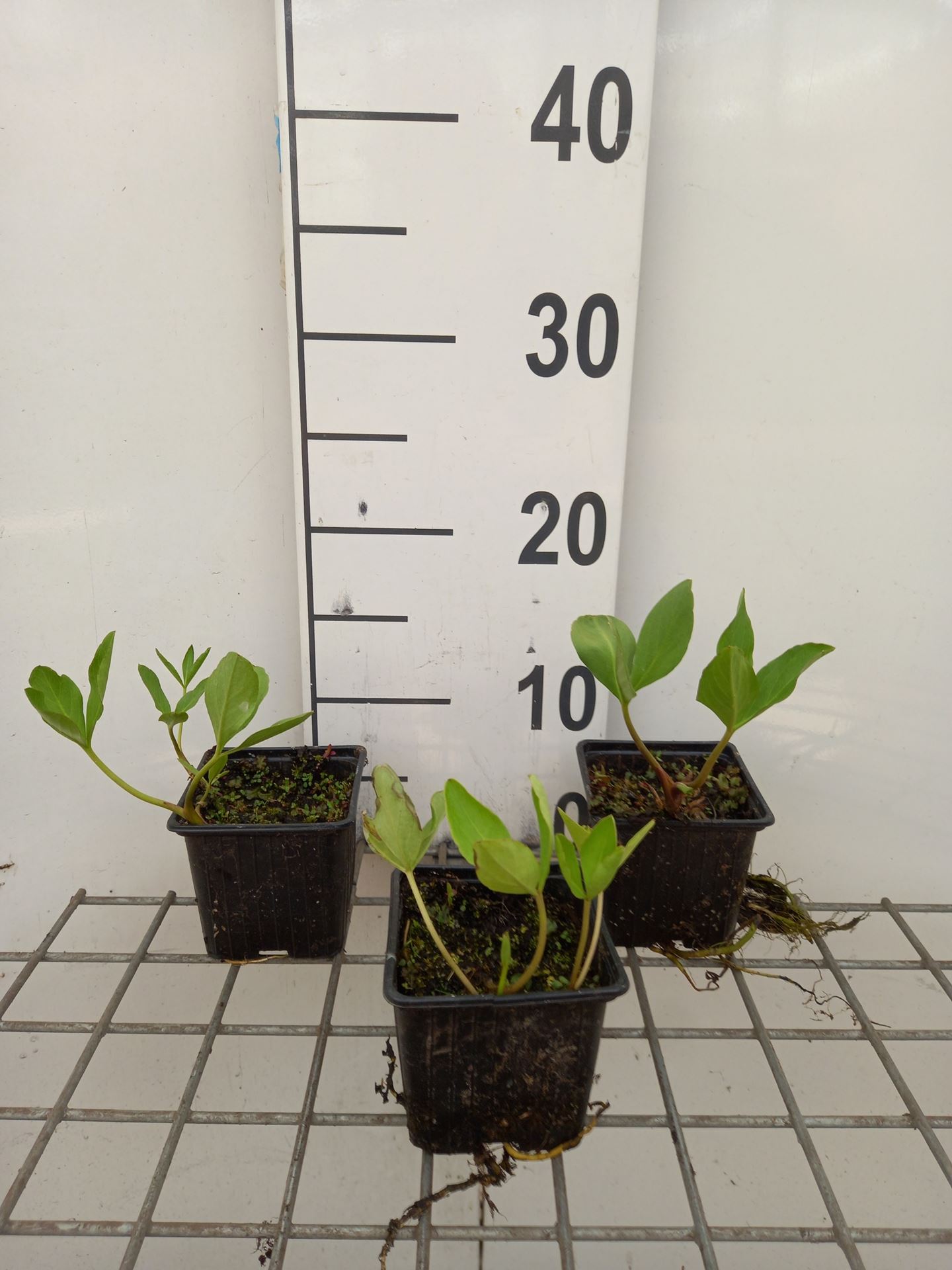 Menyanthes trifoliata - pot 9x9 cm - Waterdrieblad / Waterklaver afbeelding