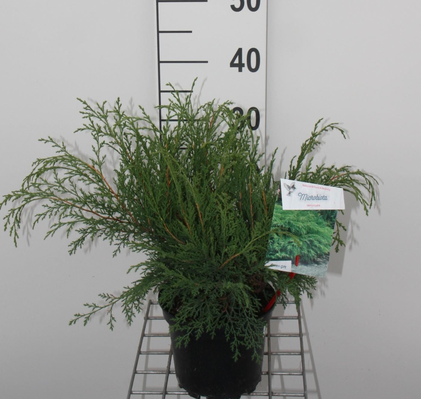 Microbiota decussata - pot - 25-30 cm afbeelding