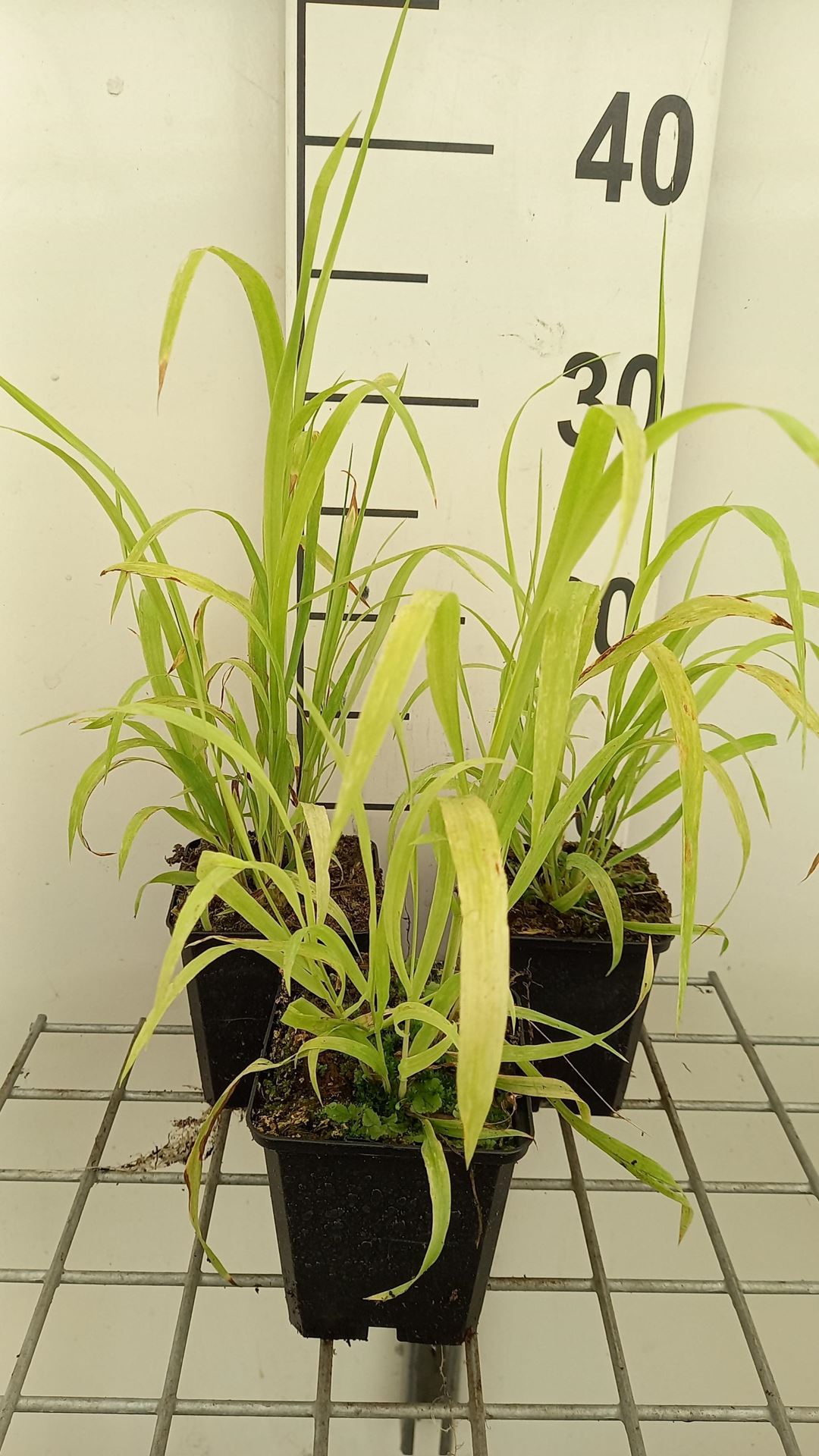 Milium effusum'Aureum'- pot 9x9 cm afbeelding