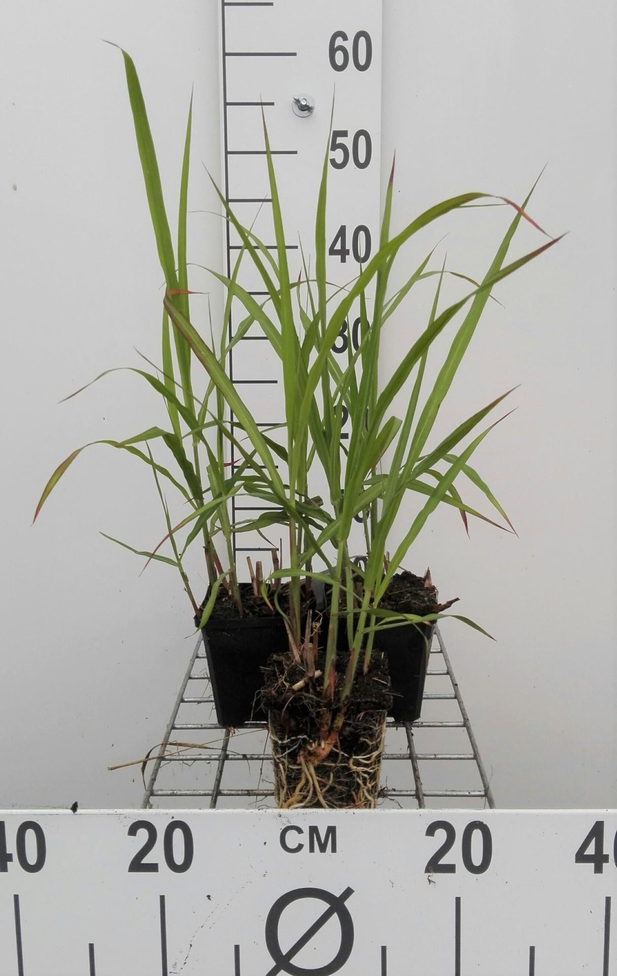 Miscanthus x giganteus - pot 9x9 cm - Olifantengras / Chinees reuzenriet afbeelding