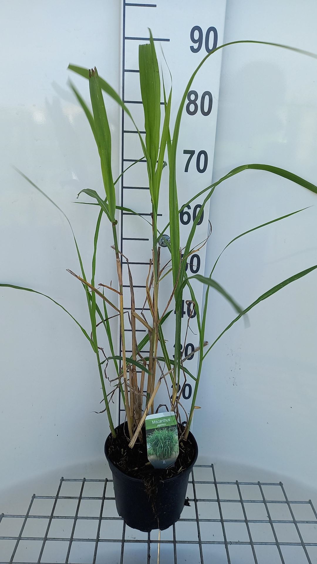 Miscanthus x giganteus - pot 3L - Olifantengras / Chinees reuzenriet afbeelding