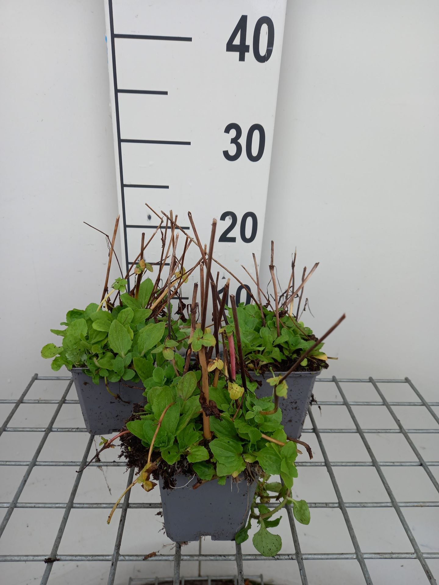 Mimulus luteus - pot 9x9 cm afbeelding