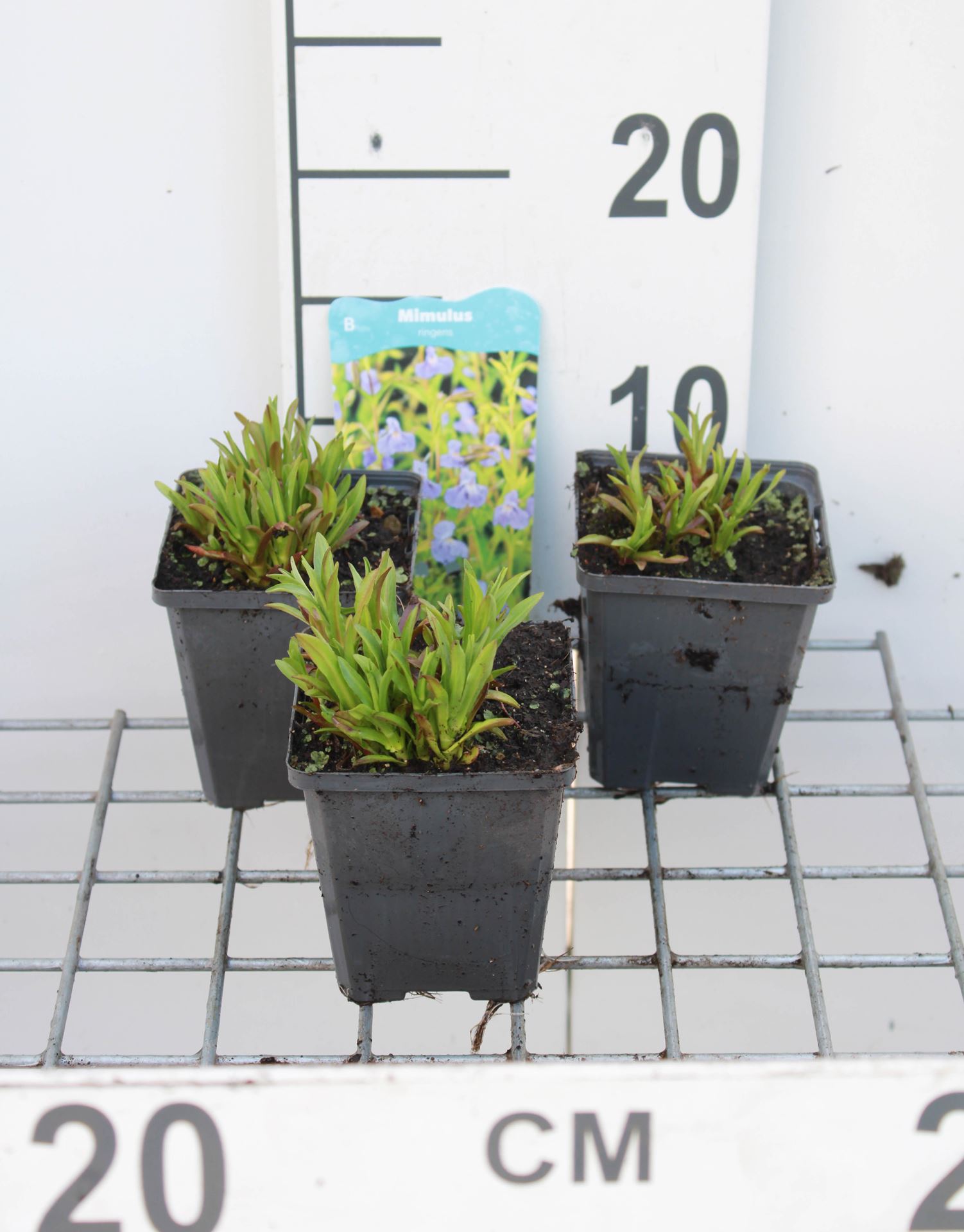 Mimulus ringens - pot 9x9 cm afbeelding