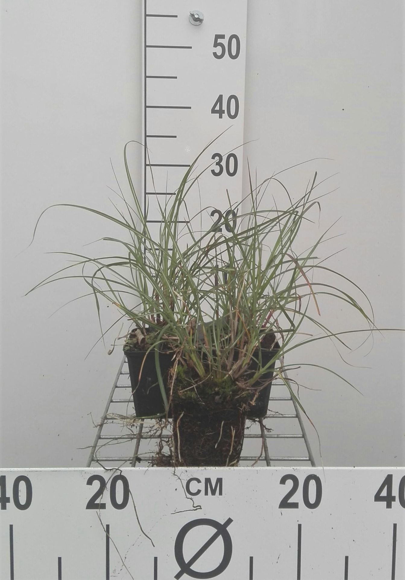 Miscanthus sinensis'Adagio'- pot 9x9 cm afbeelding
