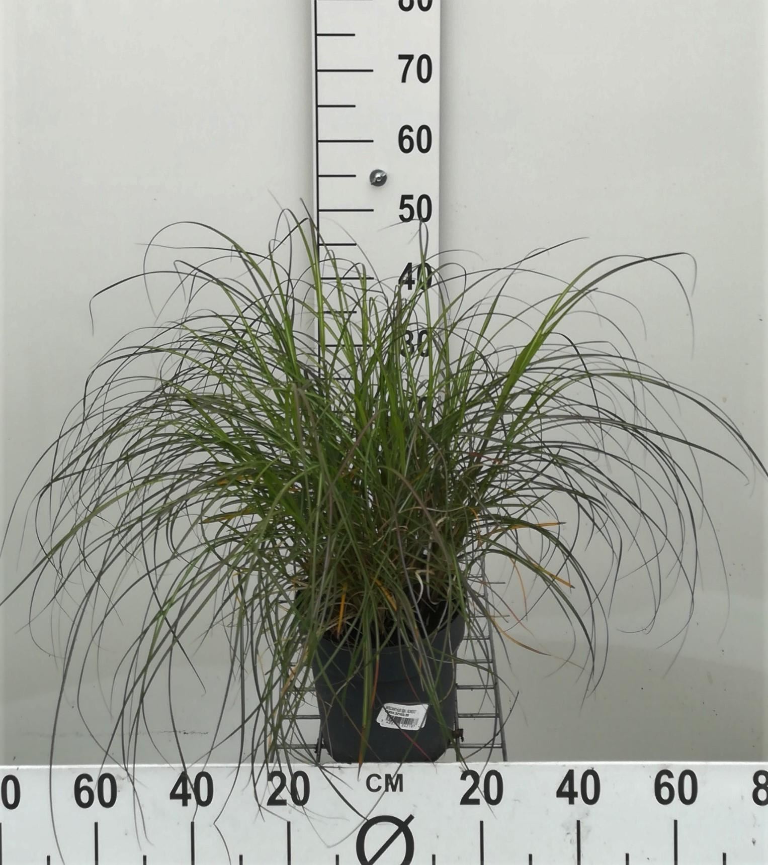 Miscanthus sinensis'Adagio'- pot 3L afbeelding