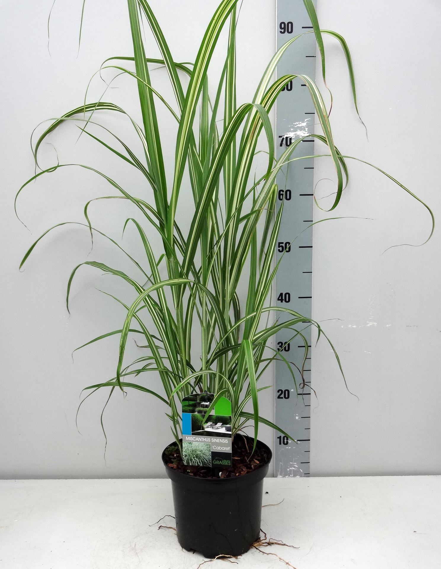 Miscanthus sinensis'Cabaret'- pot 3L - Prachtriet afbeelding