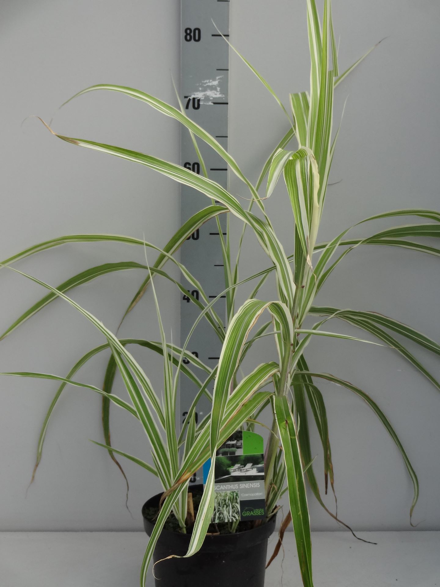Miscanthus sinensis 'Cosmopolitan' - pot 3L