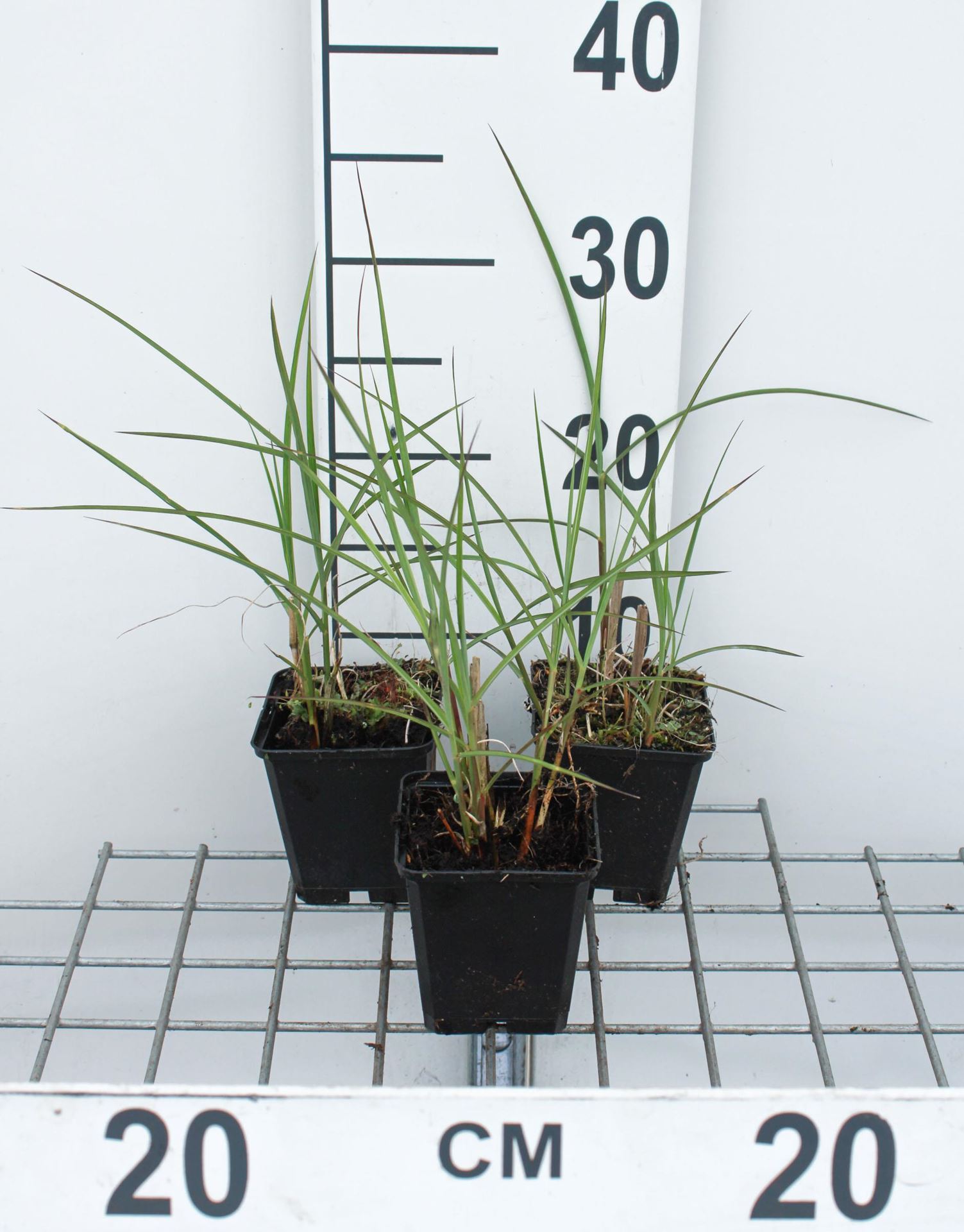 Miscanthus sinensis'Flamingo'- pot 9x9 cm - Prachtriet afbeelding