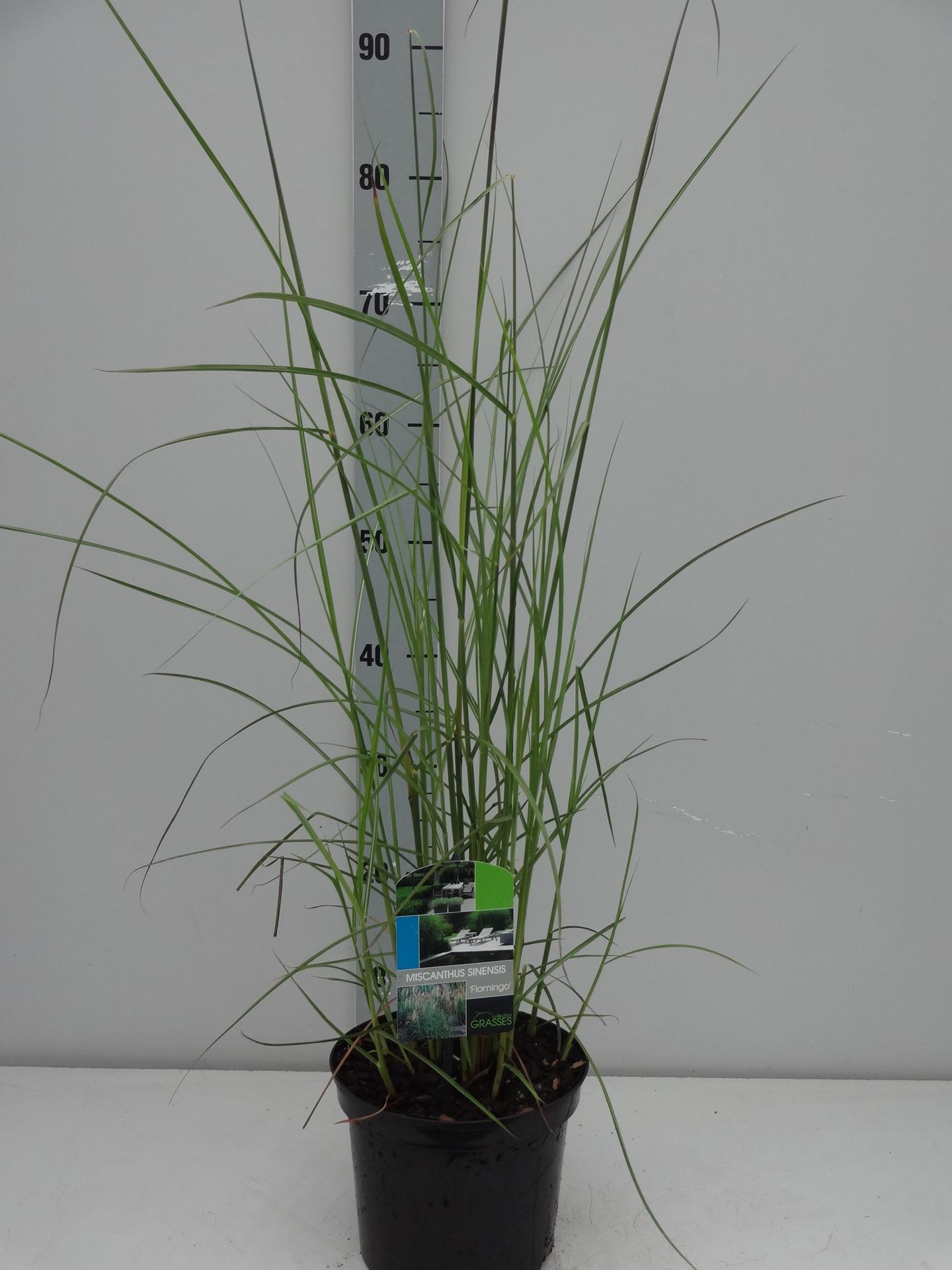 Miscanthus sinensis'Flamingo'- pot 3L afbeelding