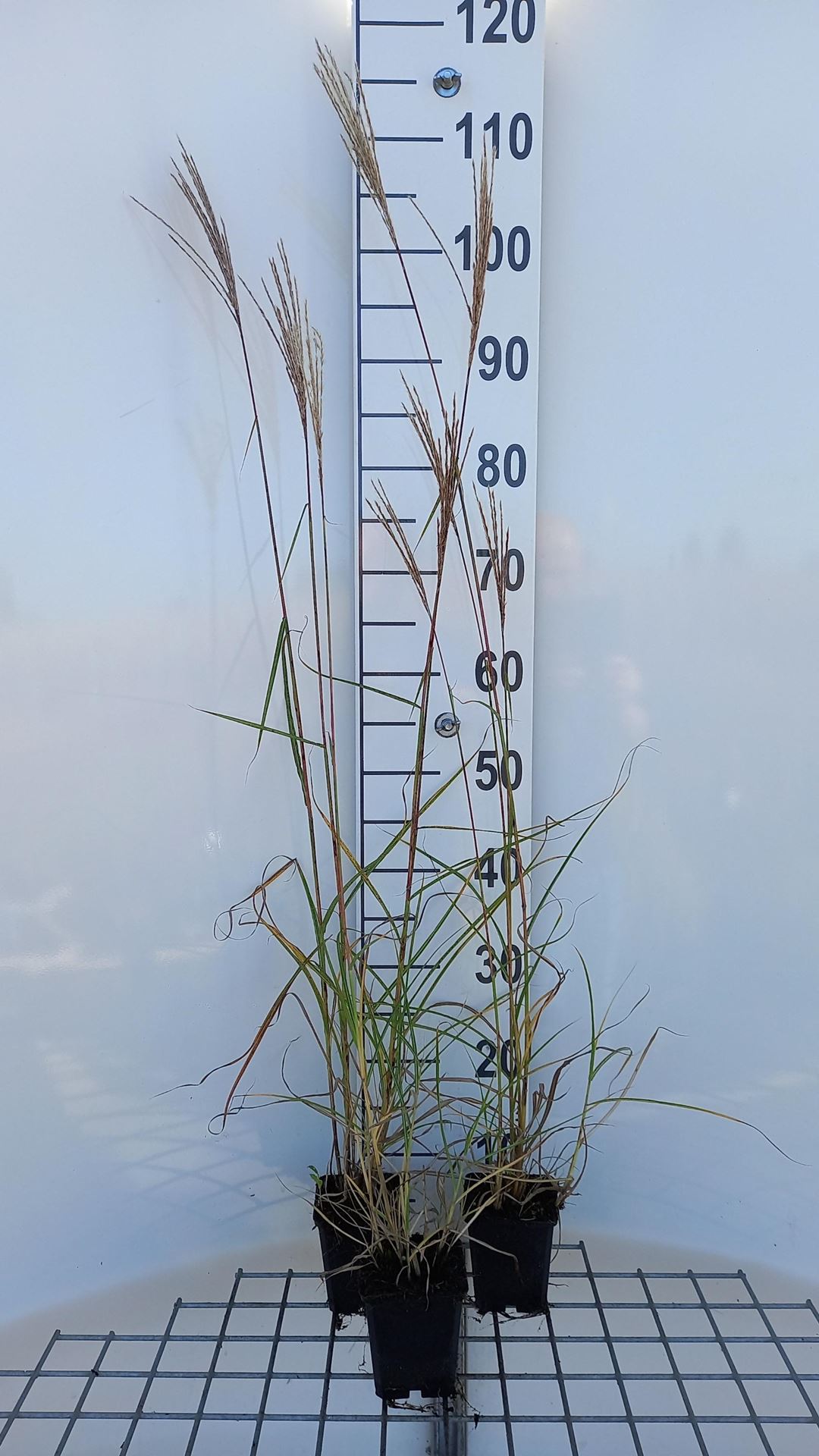 Miscanthus sinensis'Ferner Osten'- pot 9x9 cm afbeelding