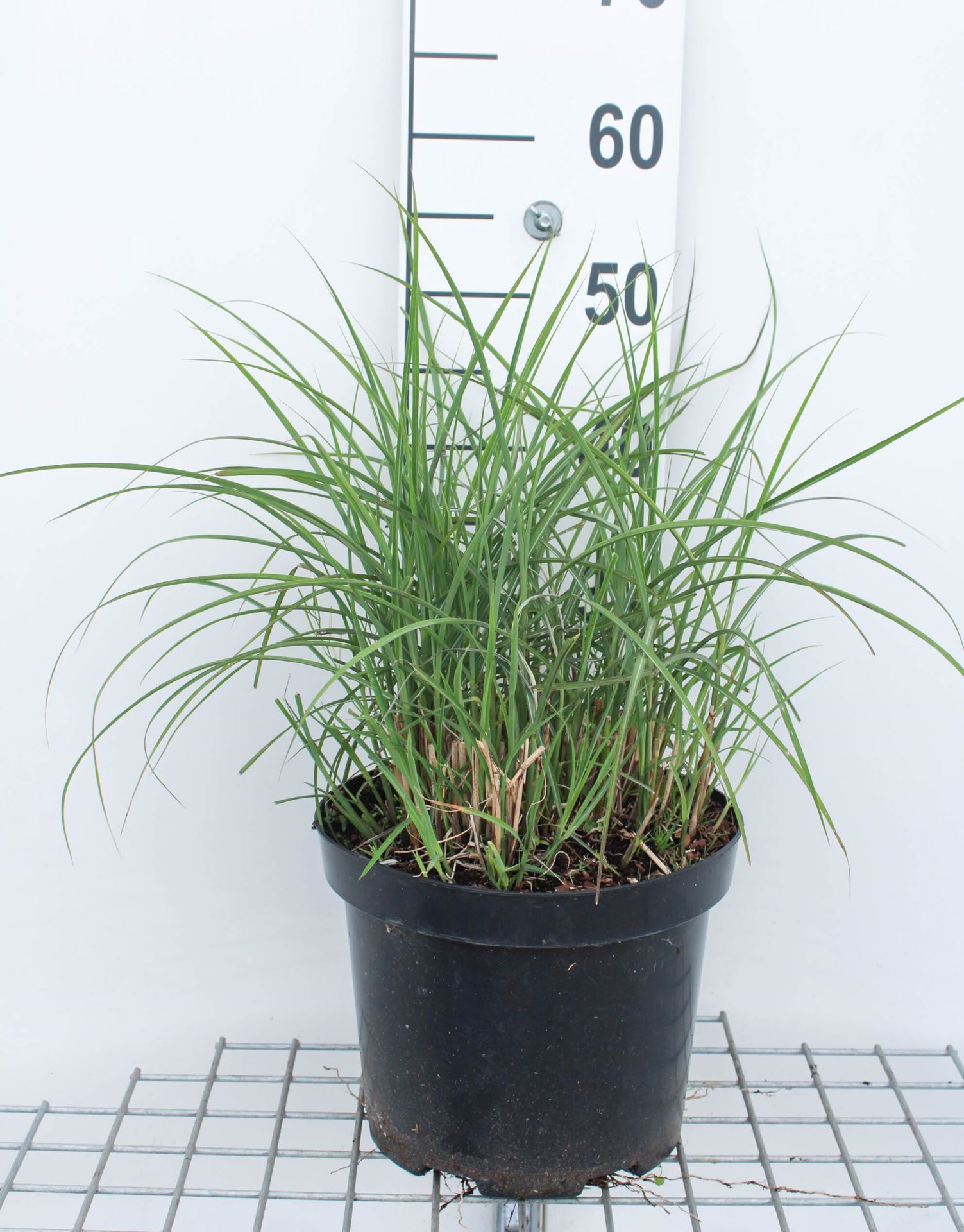 Miscanthus sinensis'Ferner Osten'- pot 3L afbeelding
