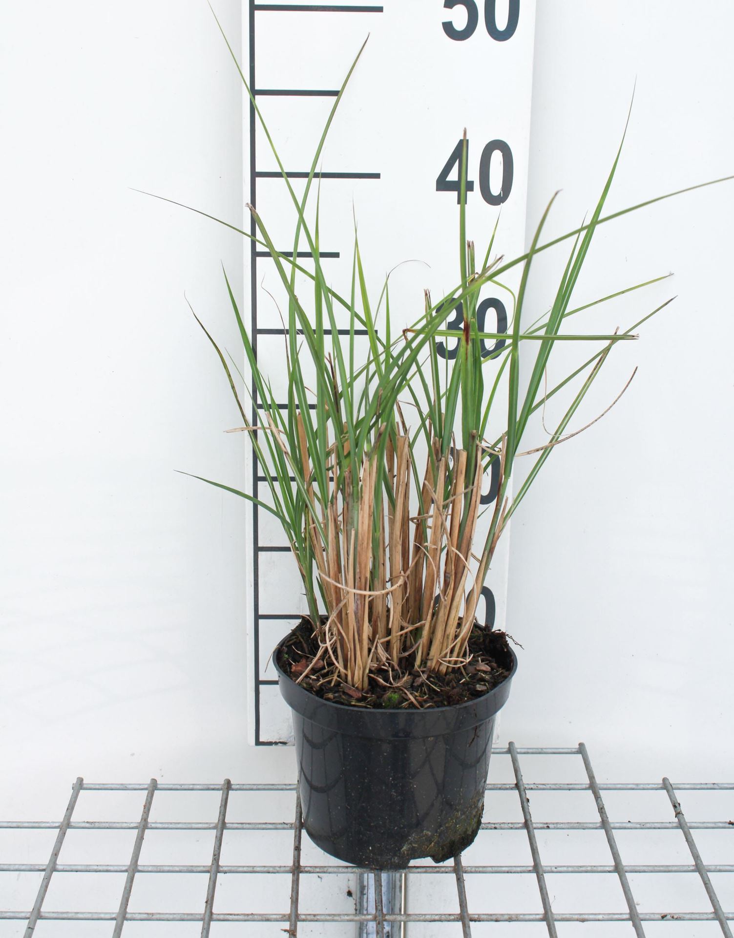 Miscanthus sinensis'Gracillimus'- pot 11x11 cm afbeelding