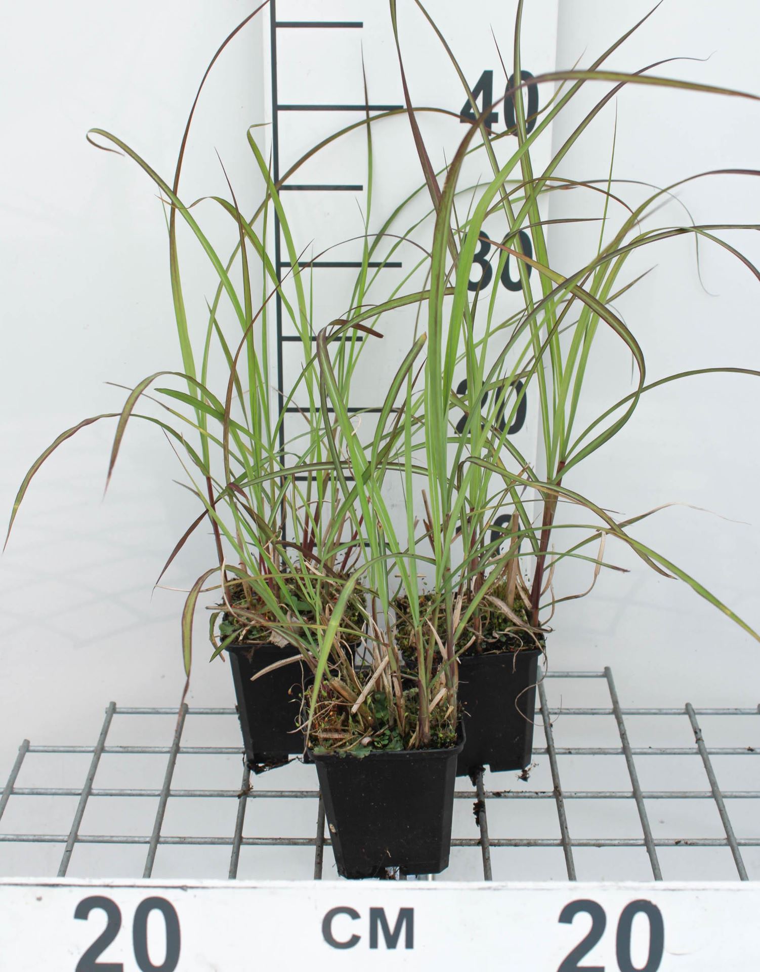 Miscanthus sinensis'Graziella'- pot 9x9 cm afbeelding