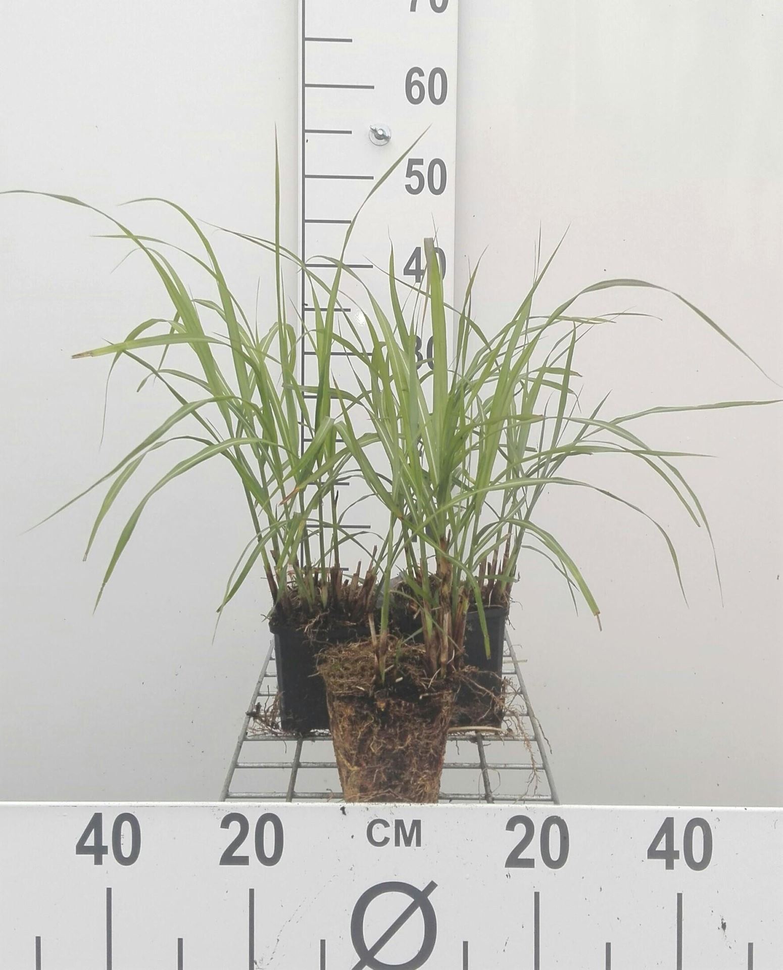 Miscanthus sinensis'Herman Mussel'- pot 9x9 cm afbeelding