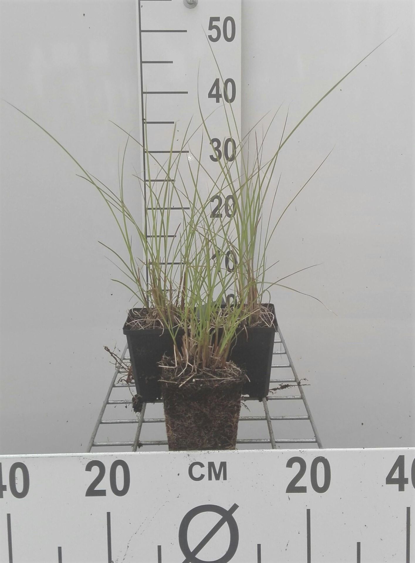 Miscanthus sinensis'Kleine Fontäne'- pot 9x9 cm afbeelding