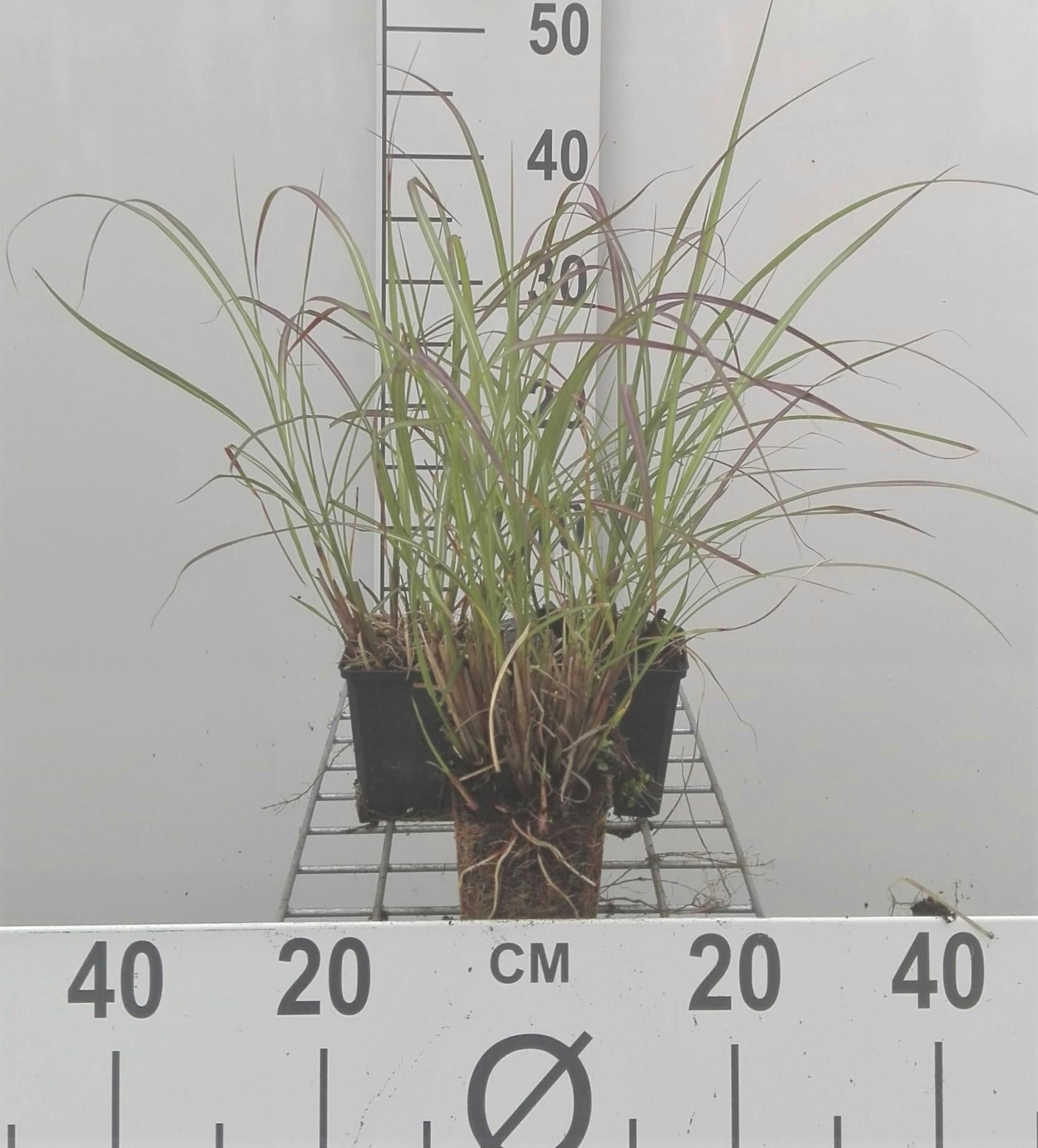 Miscanthus sinensis'Krater'- pot 9x9 cm afbeelding