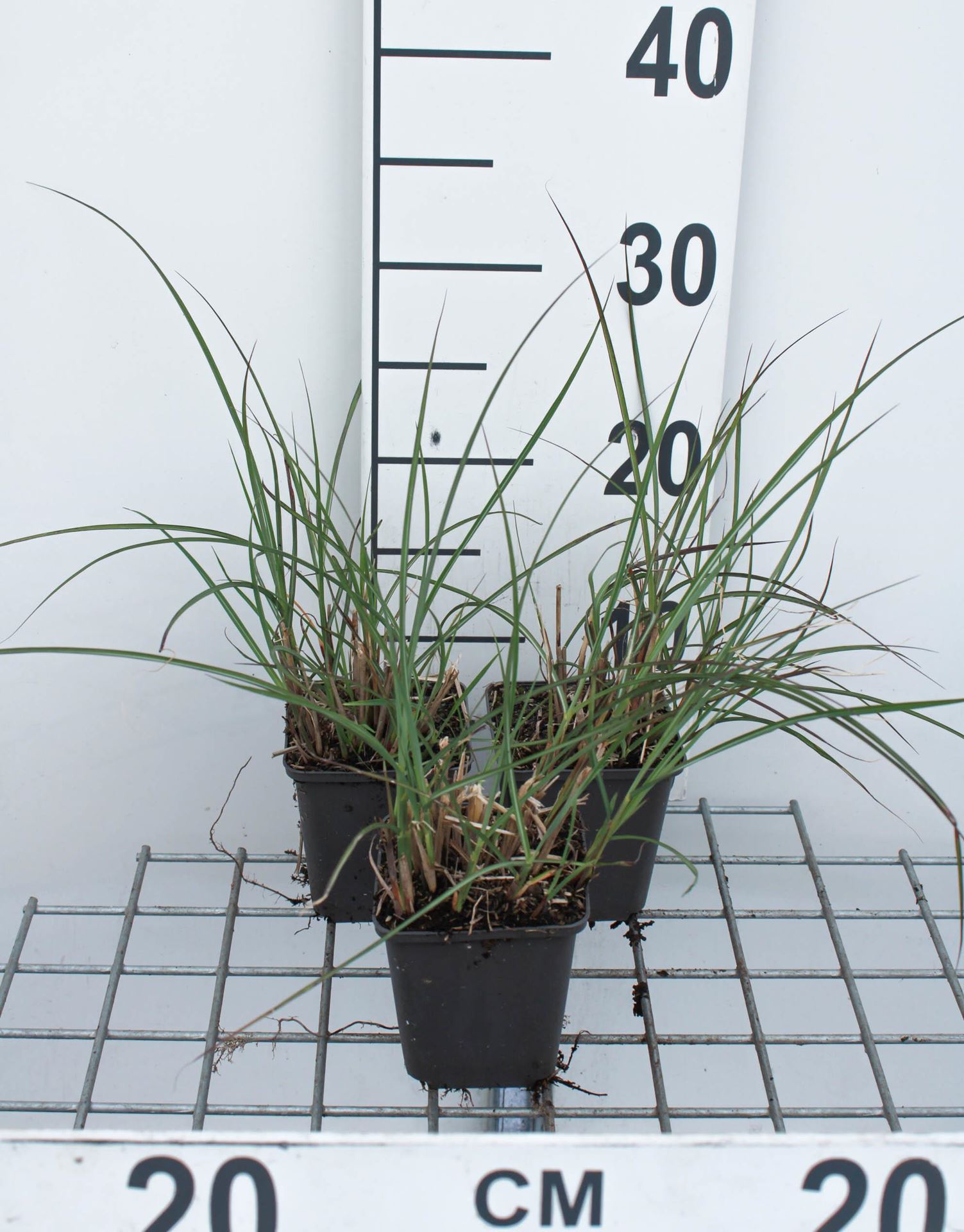 Miscanthus sinensis'Kleine Silberspinne'- pot 9x9 cm afbeelding