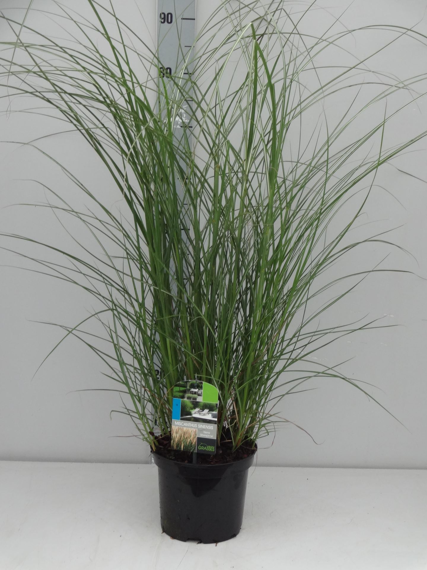Miscanthus sinensis'Kleine Silberspinne'- pot 3L afbeelding