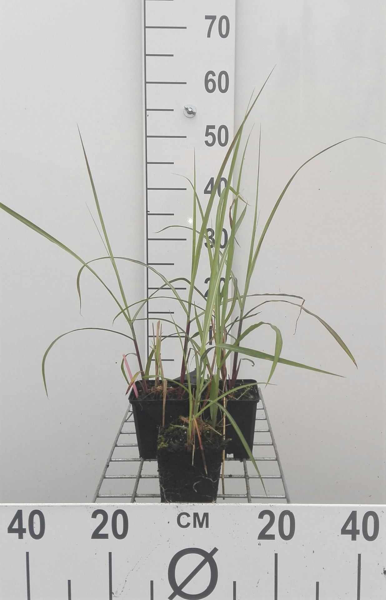 Miscanthus sinensis'Malepartus'- pot 9x9 cm afbeelding