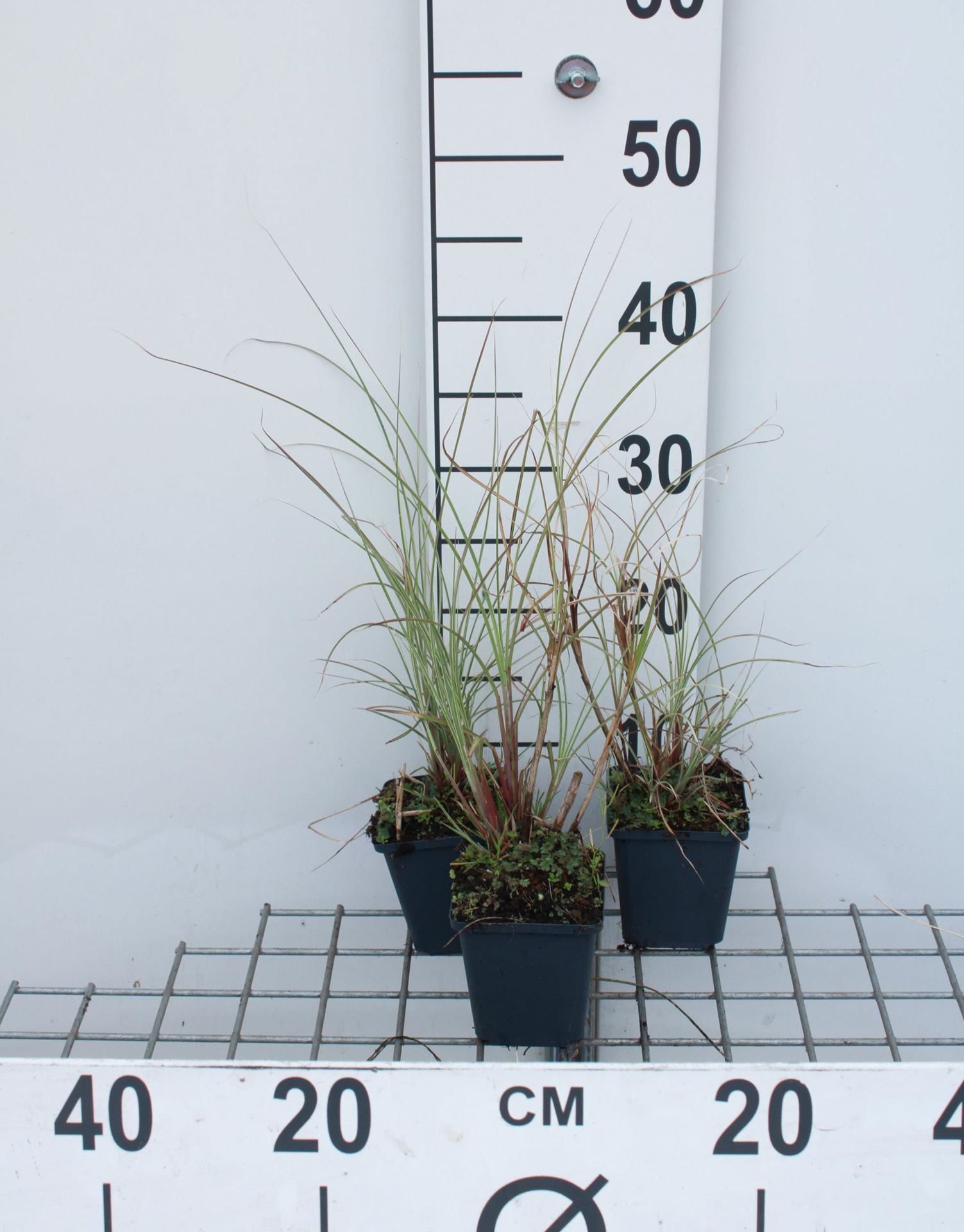 Miscanthus sinensis'Morning Light'- pot 9x9 cm afbeelding
