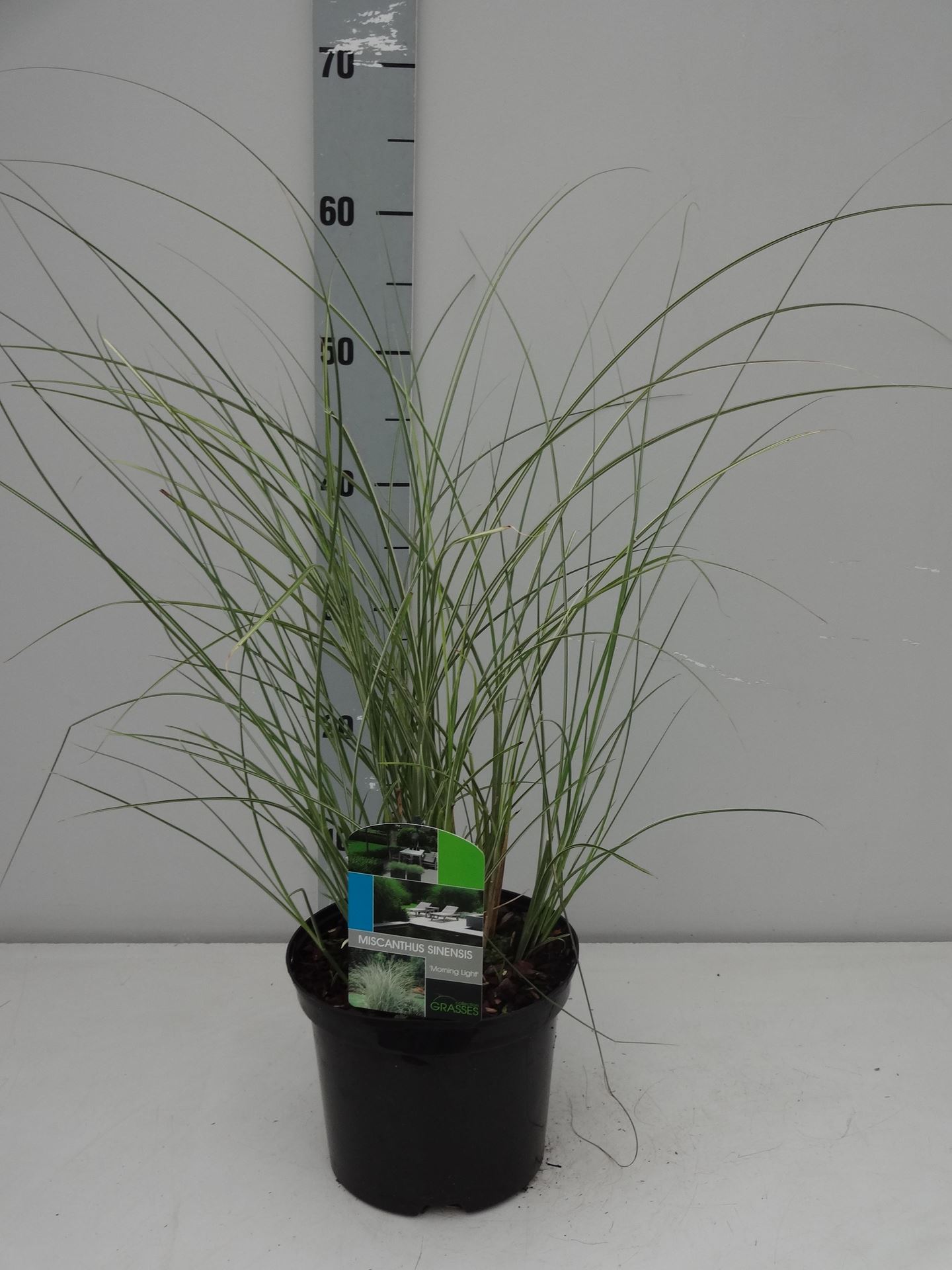 Miscanthus sinensis'Morning Light'- pot 3L afbeelding