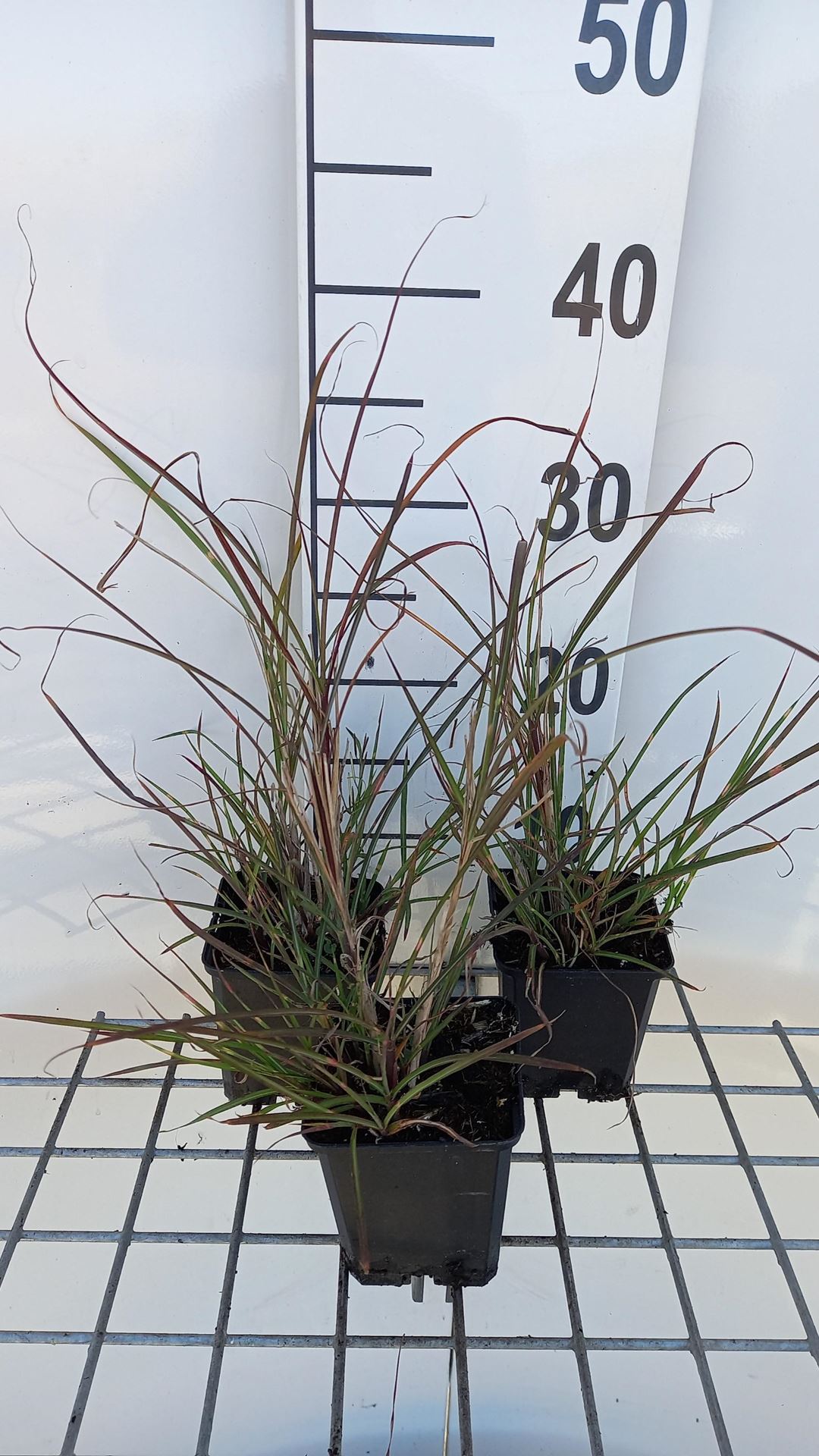 Miscanthus sinensis'Pünktchen'- pot 9x9 cm afbeelding