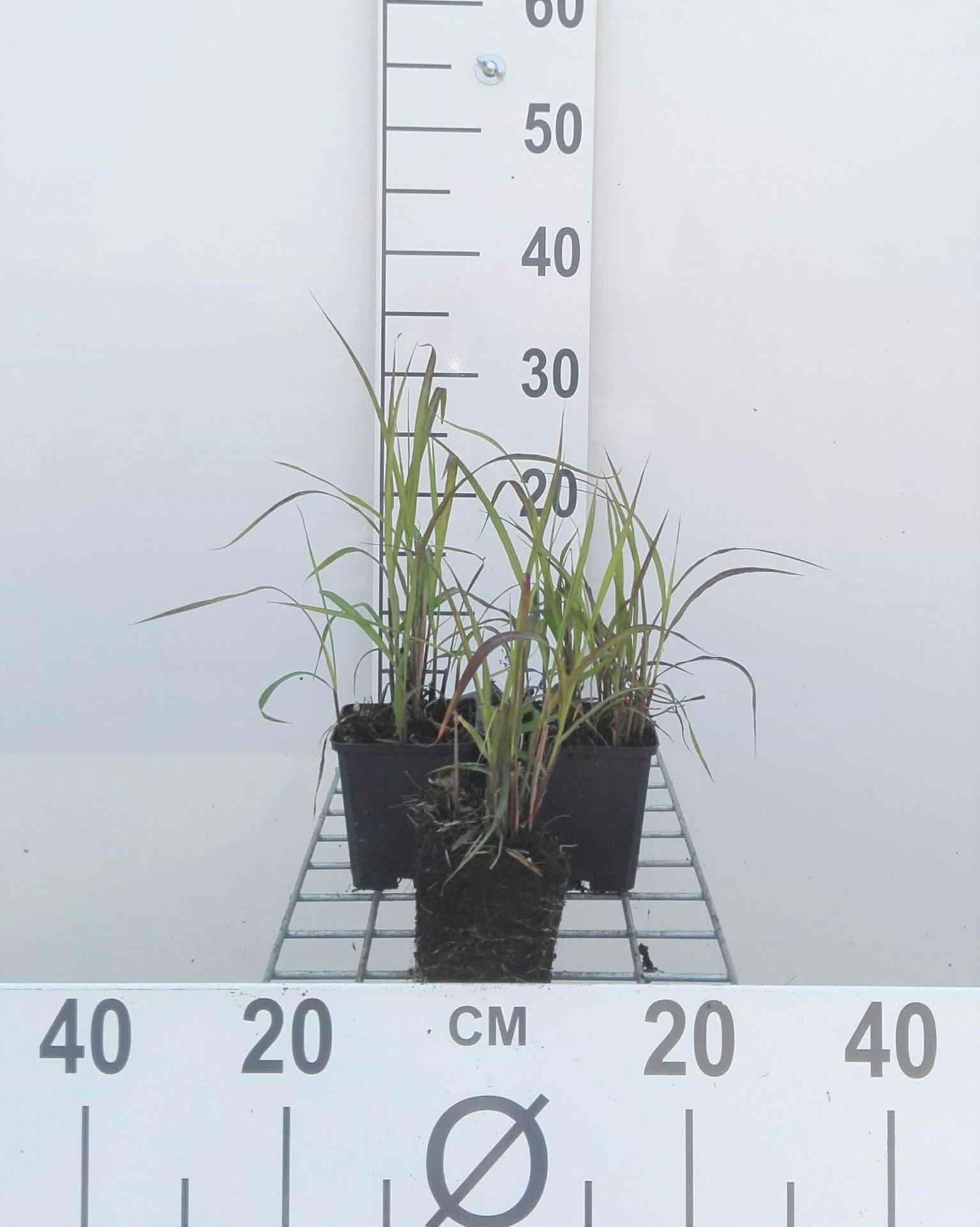 Miscanthus'Purpurascens'- pot 9x9 cm afbeelding