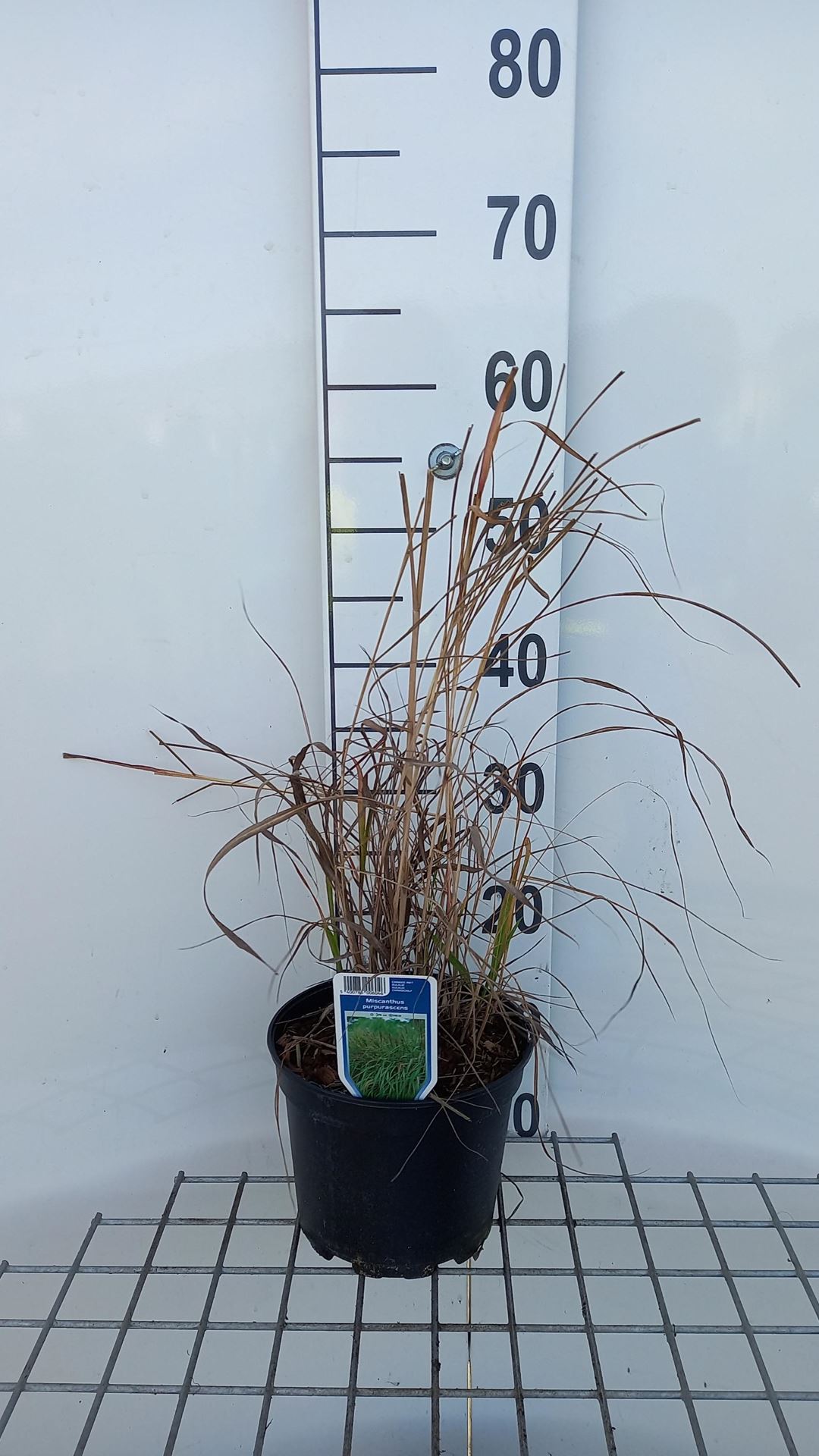 Miscanthus 'Purpurascens' - pot 3L