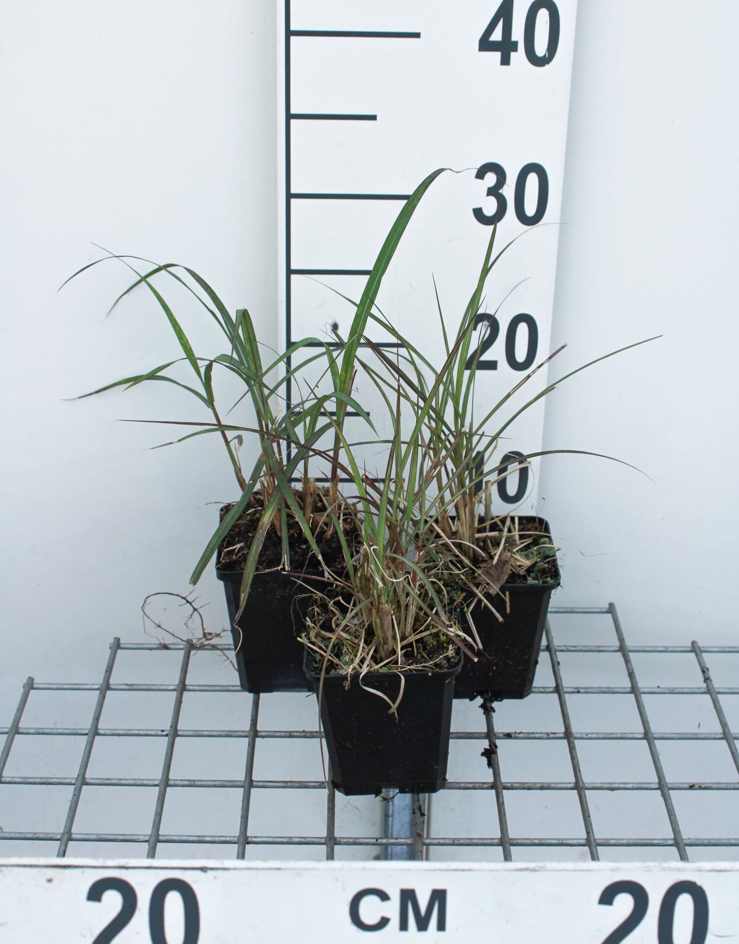 Miscanthus sinensis'Red Chief'- Prachtriet - pot 9x9 cm - Prachtriet afbeelding