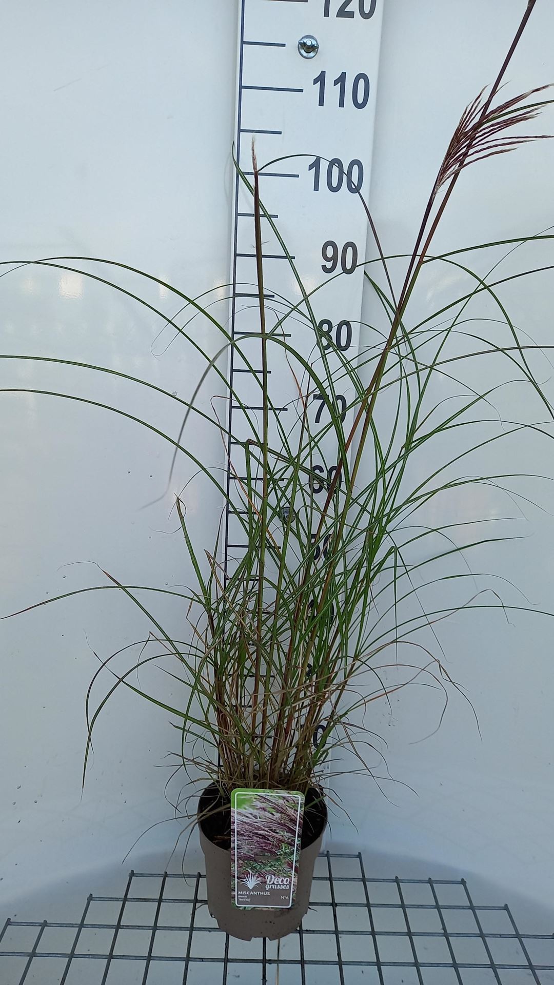 Miscanthus sinensis'Red Chief'- pot 3L - Prachtriet afbeelding