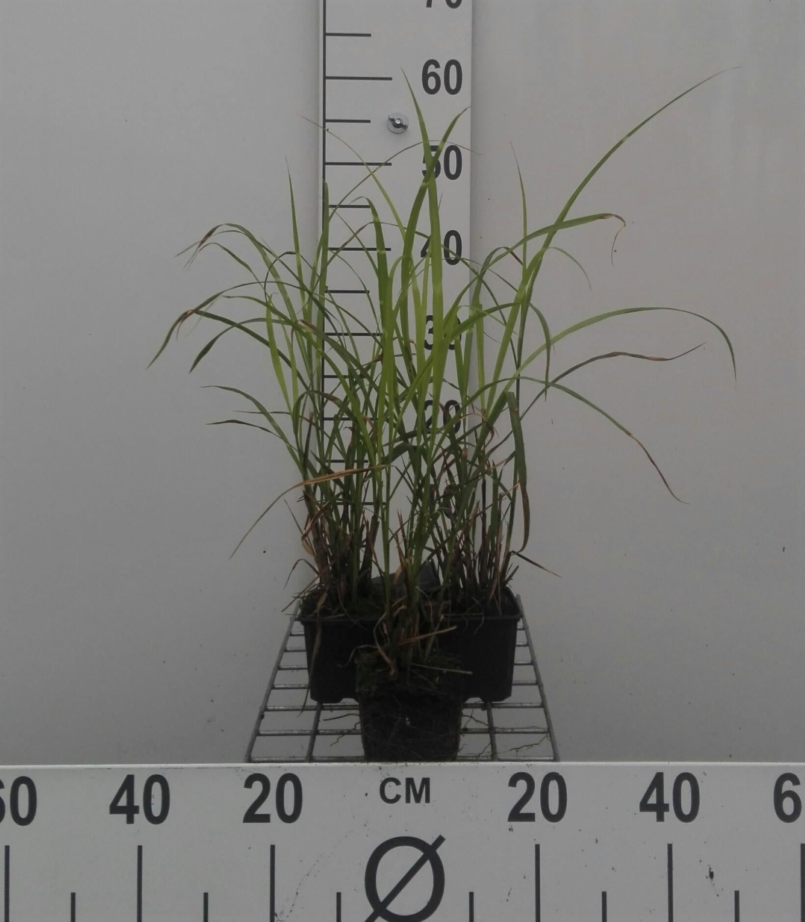 Miscanthus sinensis'Strictus'- pot 9x9 cm afbeelding