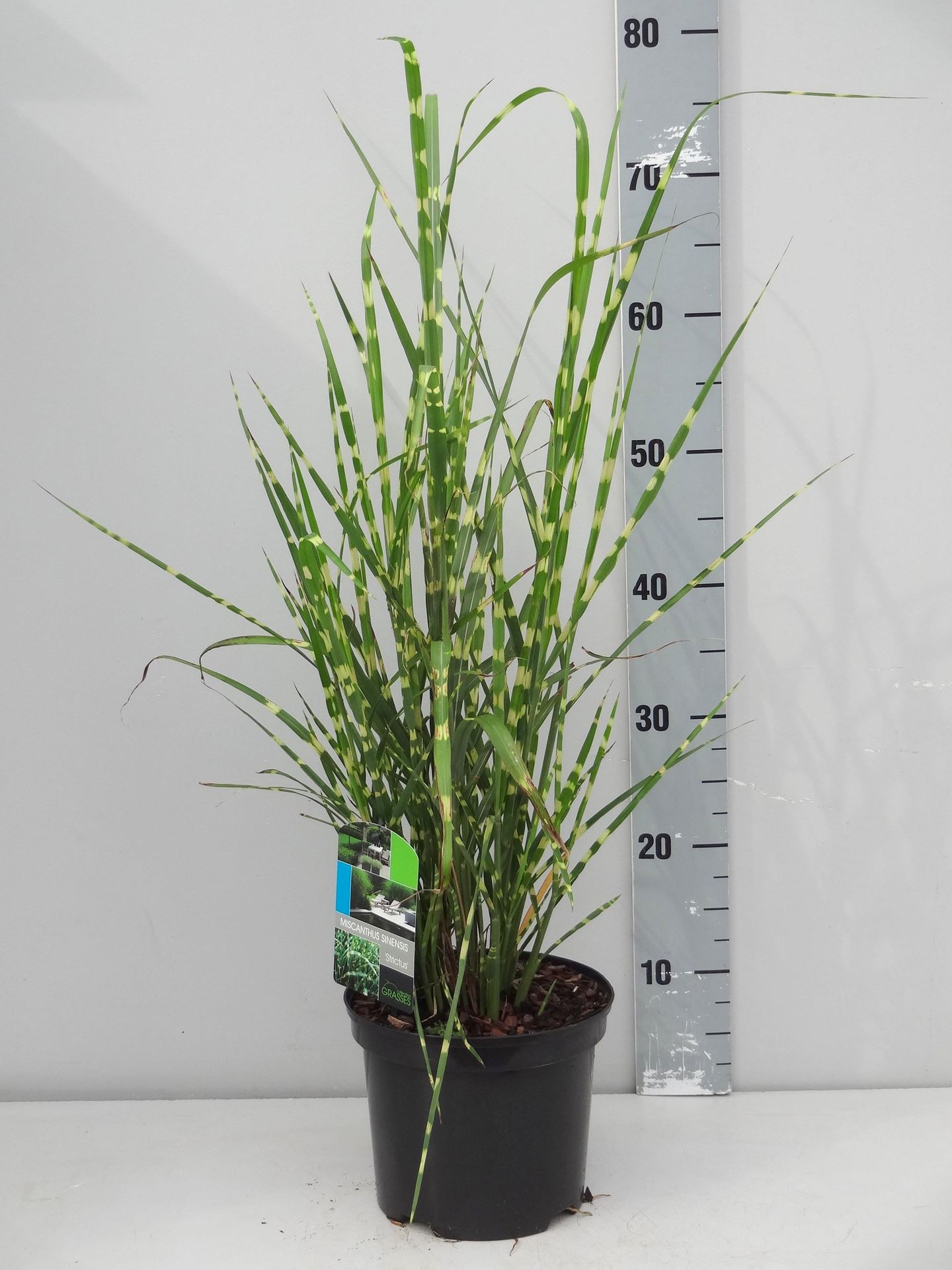 Miscanthus sinensis'Strictus'- pot 3L afbeelding