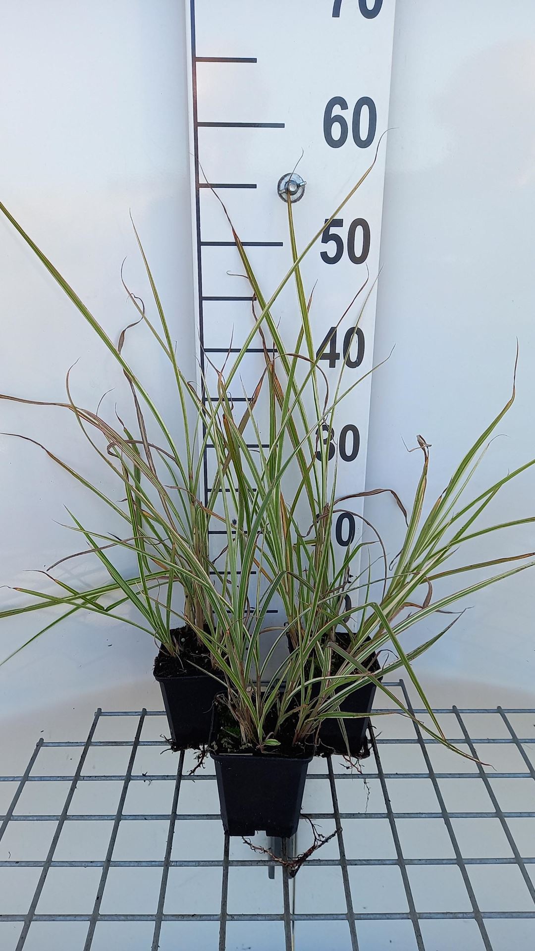 Miscanthus sinensis'Variegatus'- pot 9x9 cm - Prachtriet, bonte Chinese prachtriet afbeelding