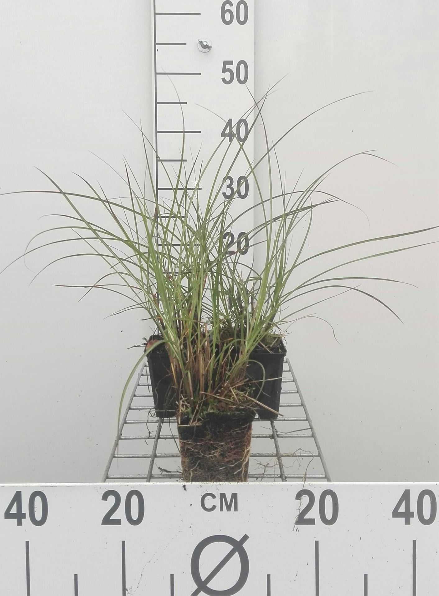 Miscanthus sinensis'Yaku Jima'- pot 9x9 cm afbeelding