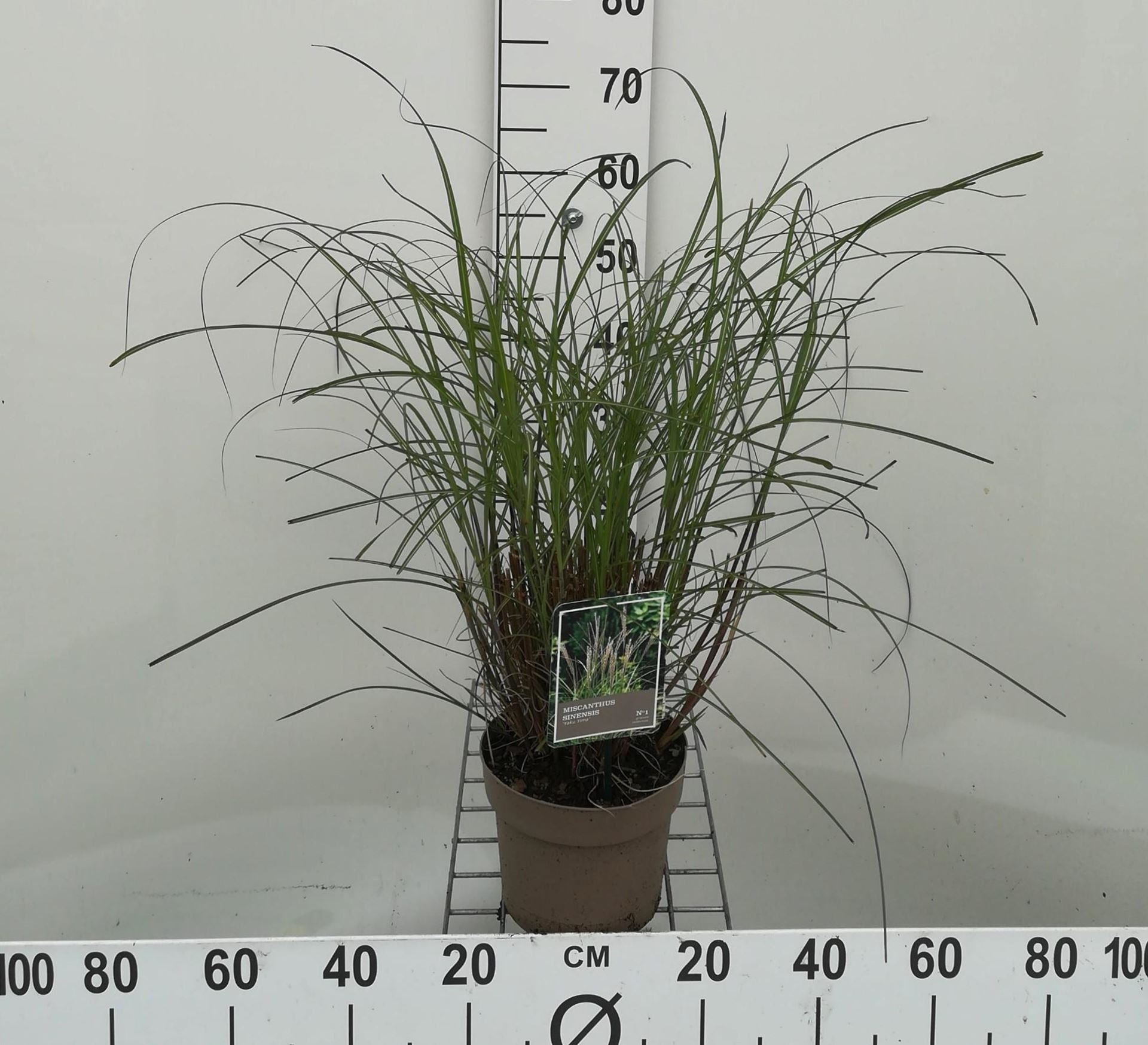 Miscanthus sinensis'Yaku Jima'- pot 3L - Prachtriet afbeelding
