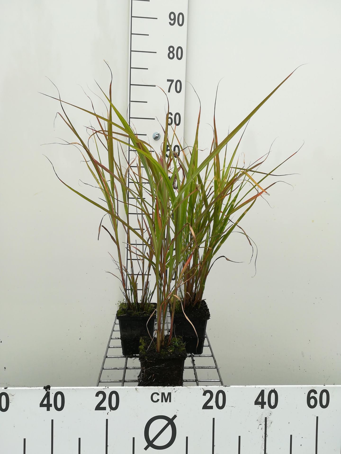 Miscanthus sinensis'Zebrinus'- pot 9x9 cm - Prachtriet, Tijgergras afbeelding