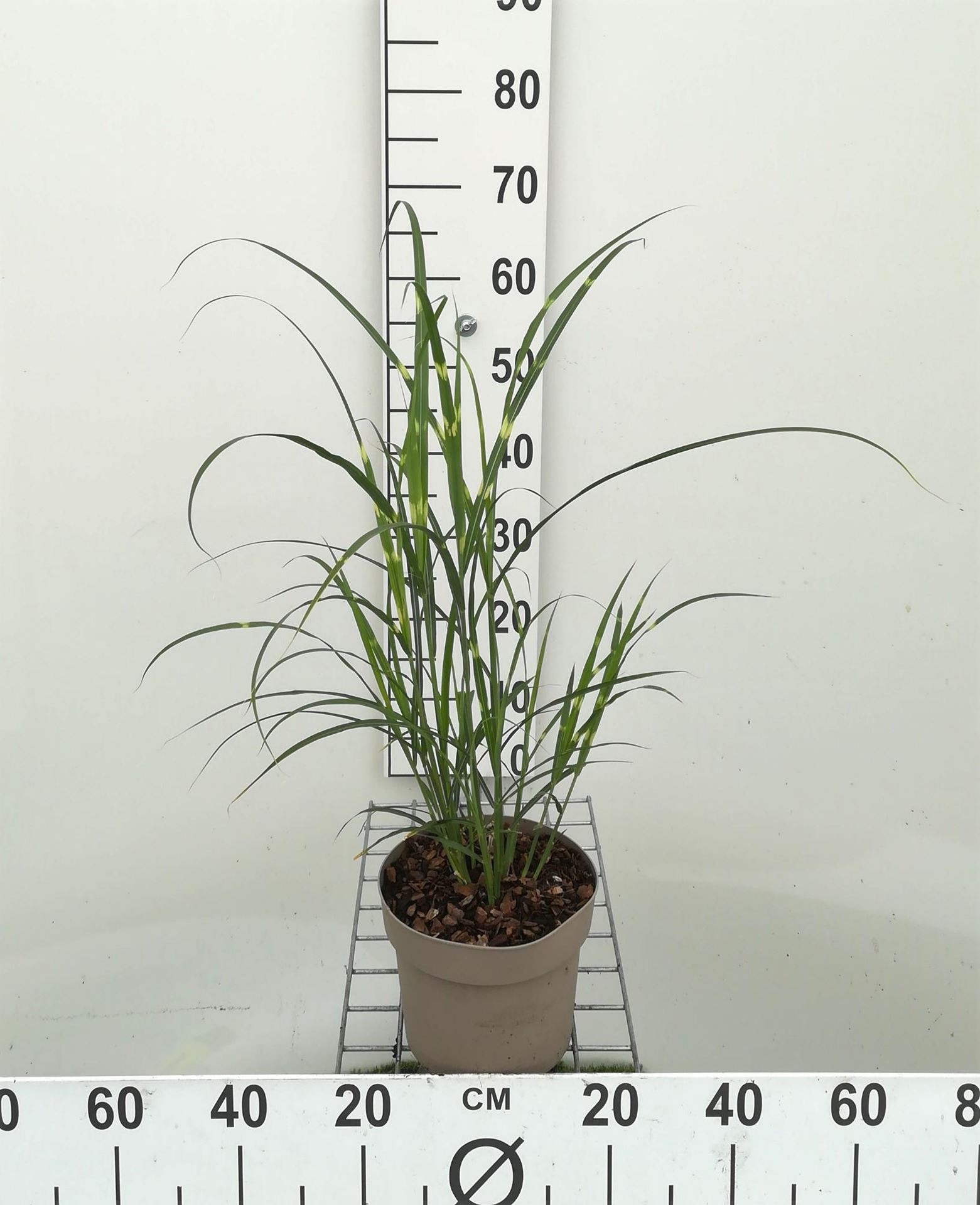 Miscanthus sinensis'Zebrinus'- pot 3L afbeelding
