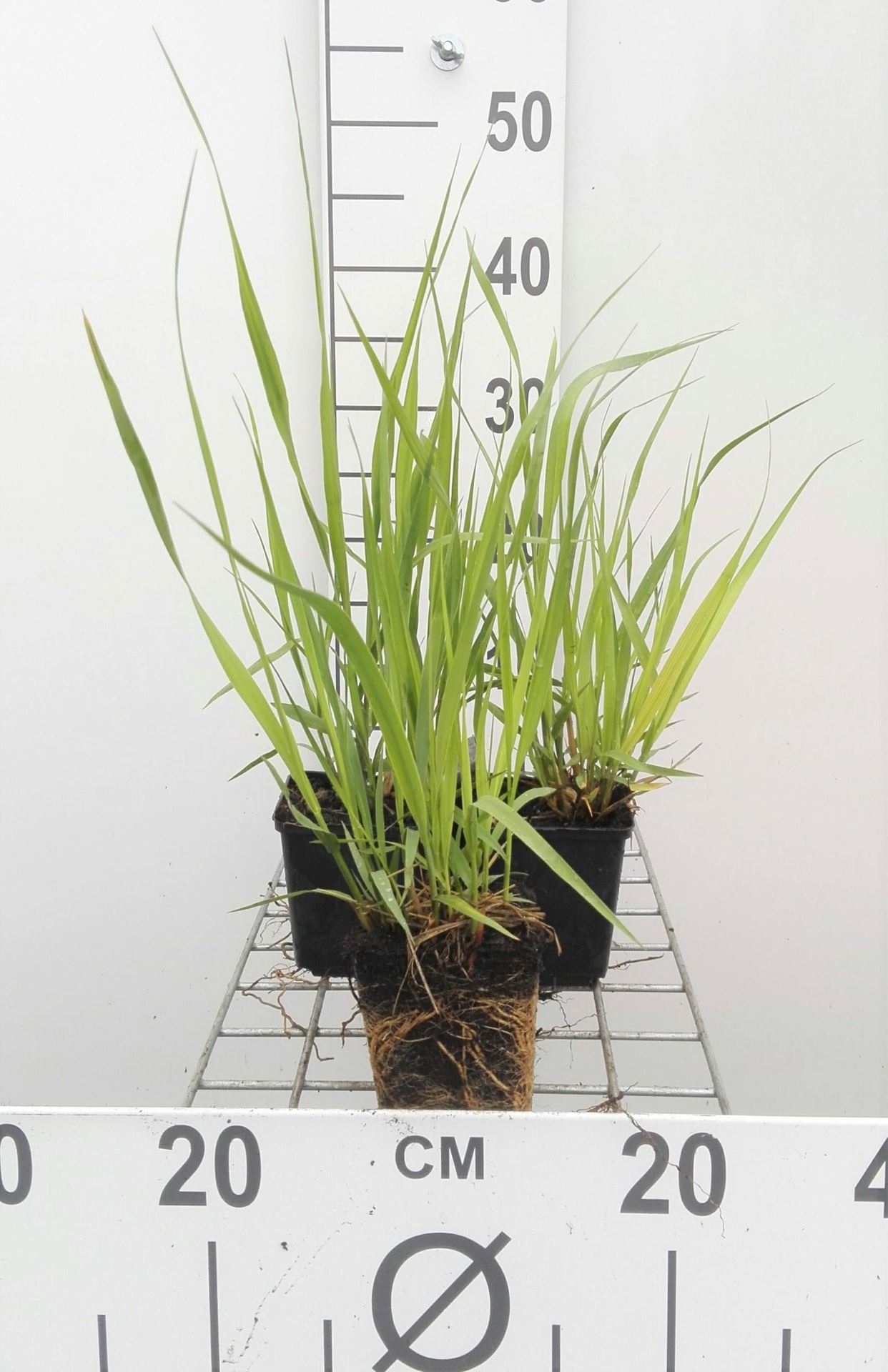 Molinia arundinacea'Karl Foerster'- pot 9x9 cm afbeelding
